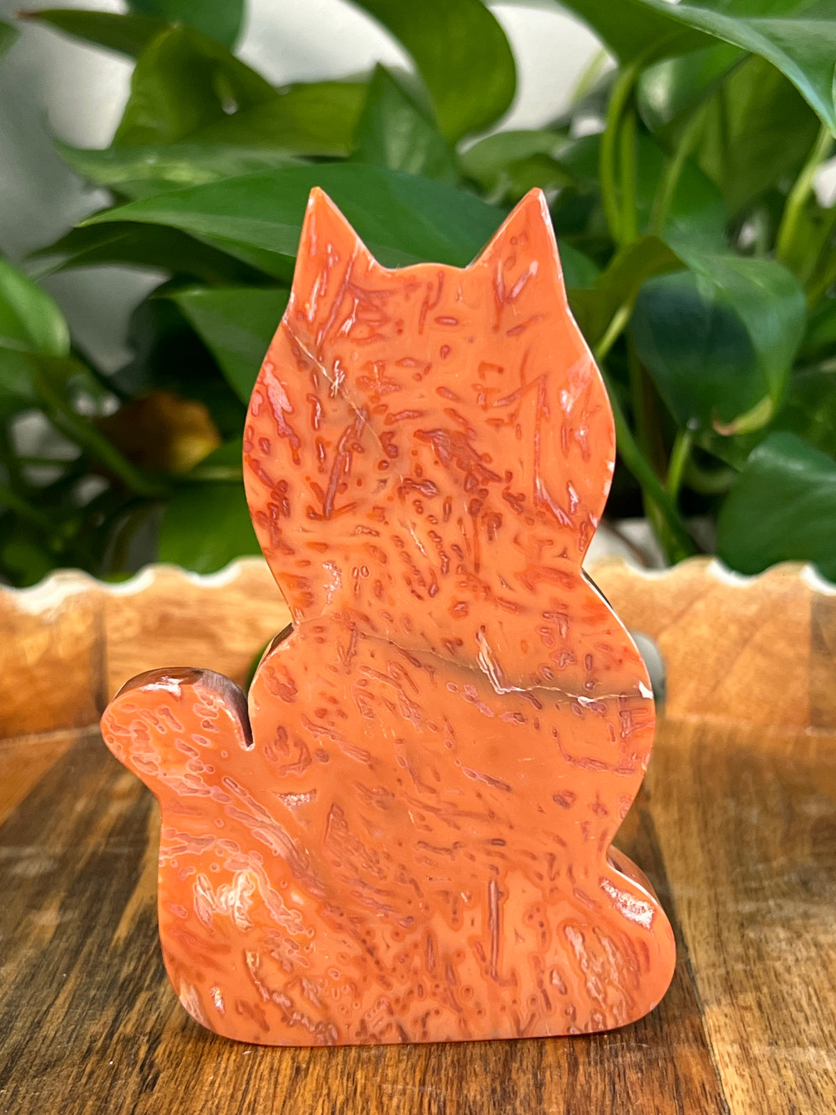Carnelian Cats