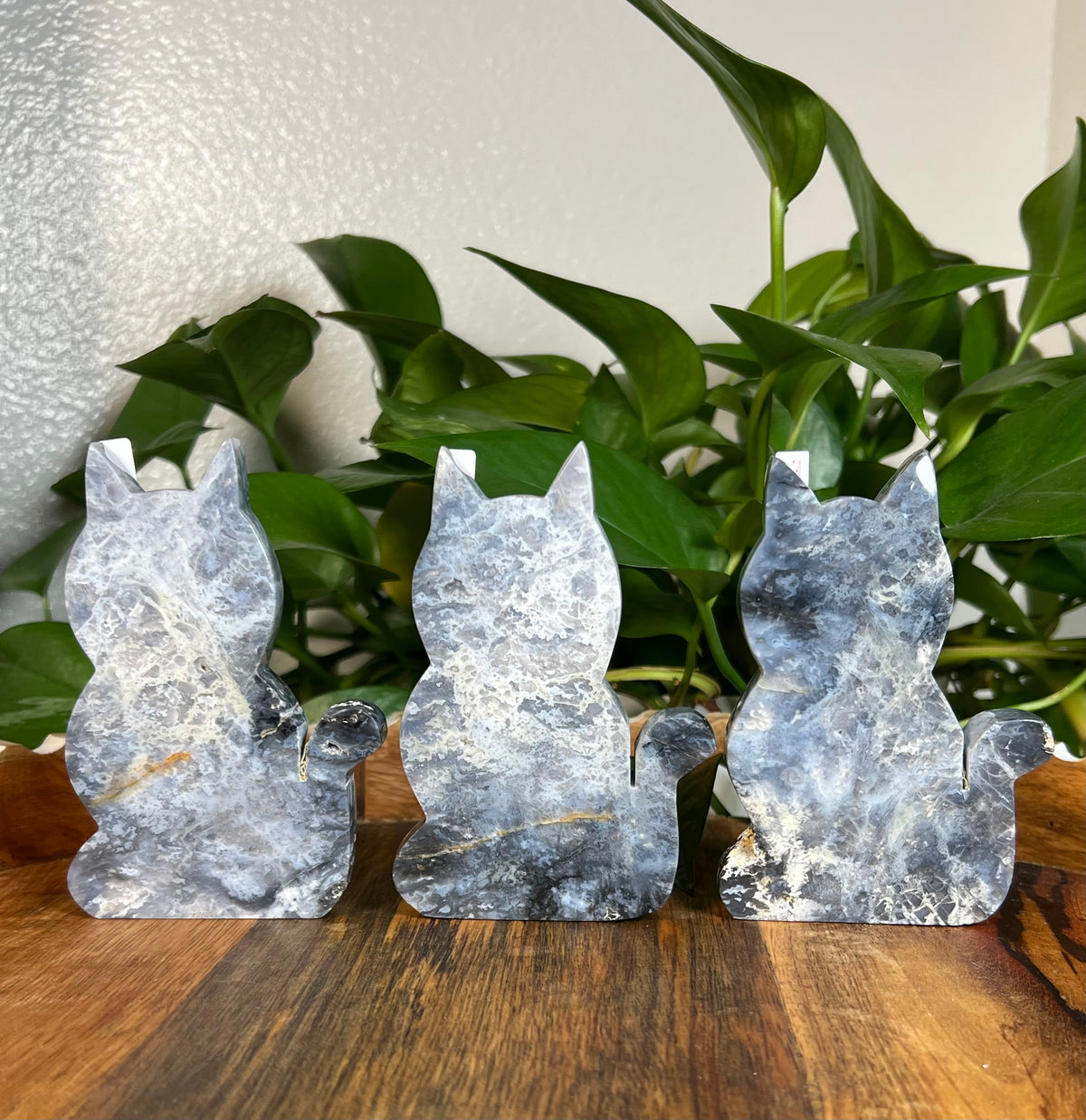Blue Plume Agate Cats