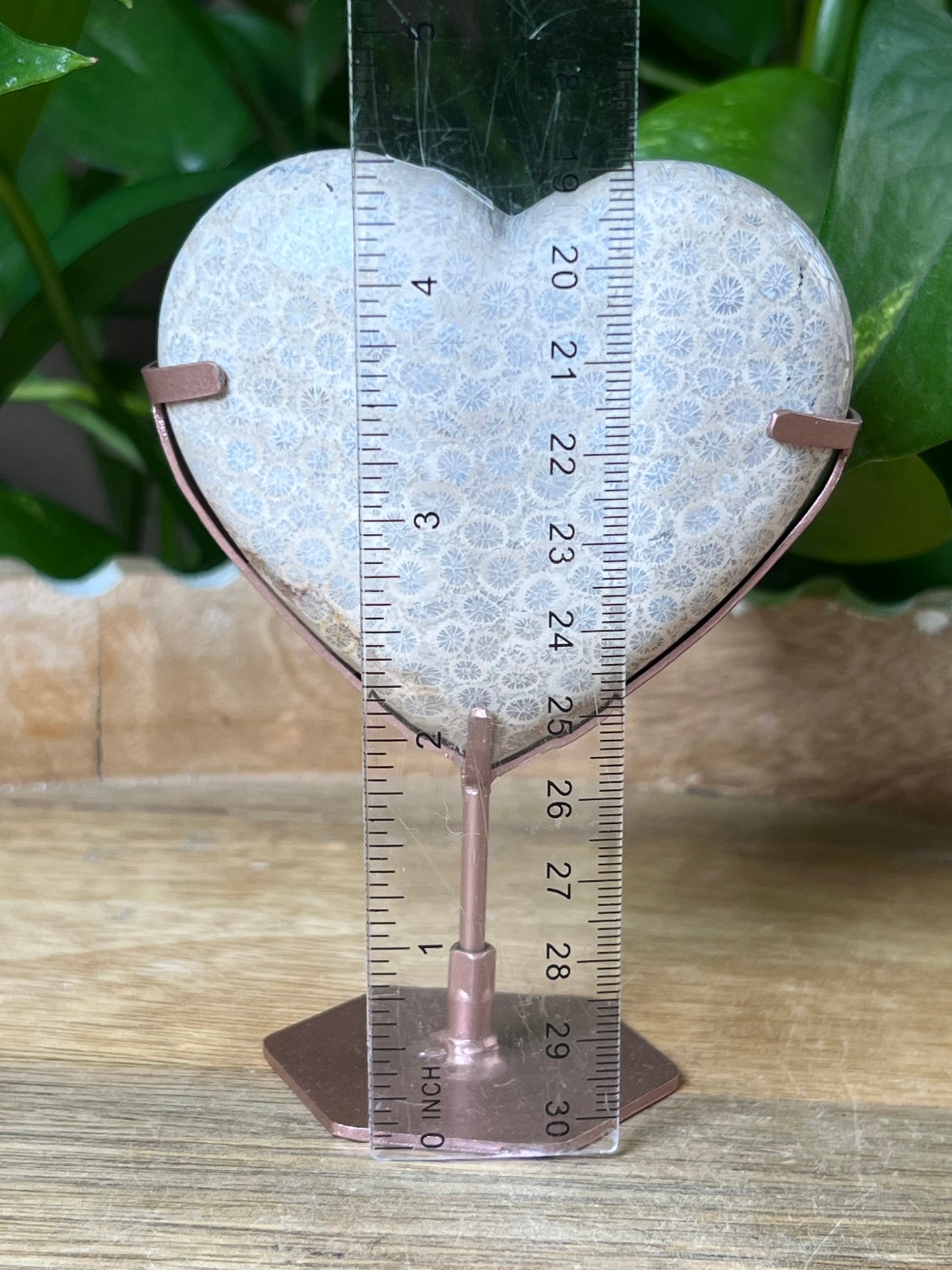 Fossil Coral Heart