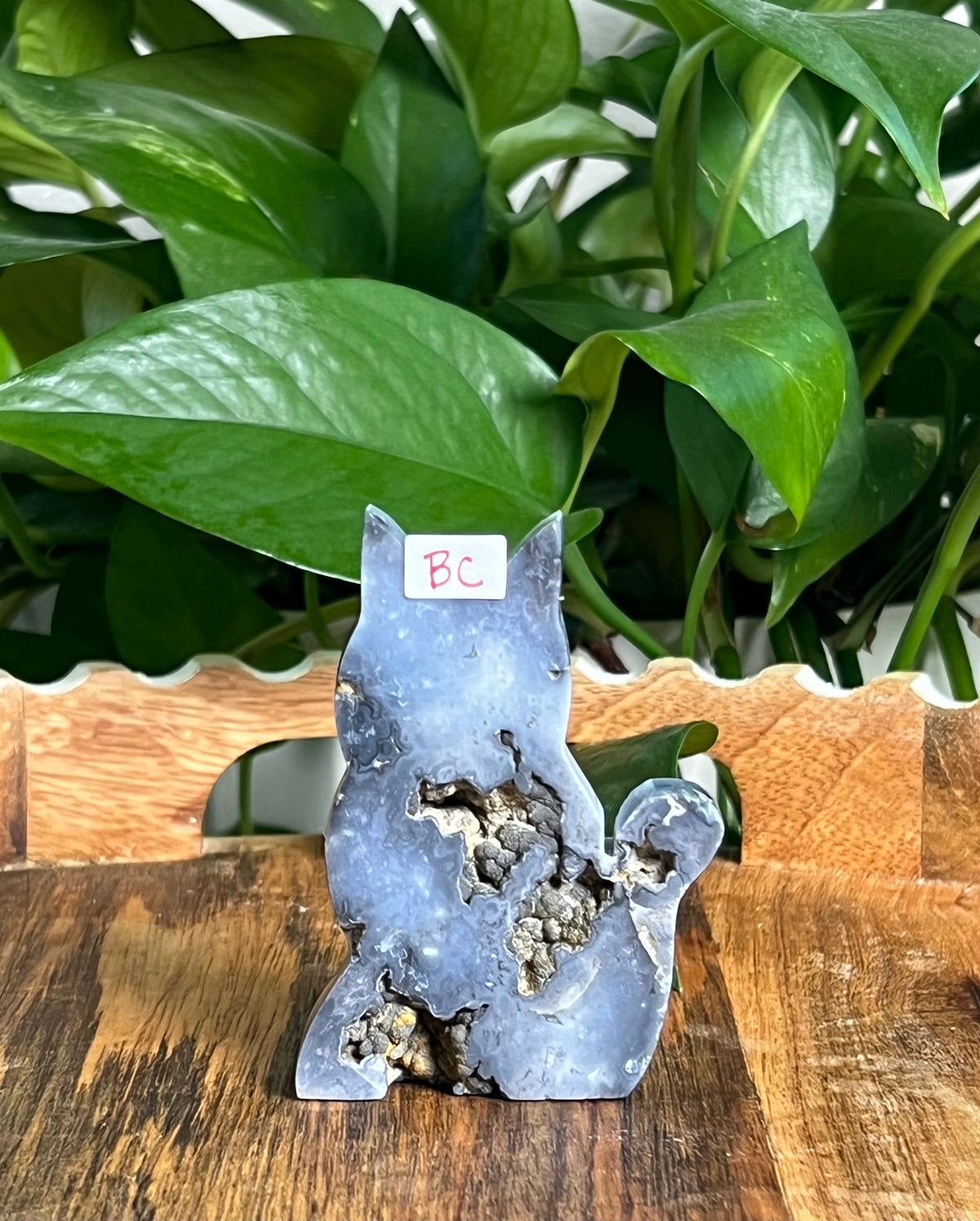 Blue Plume Agate Cats