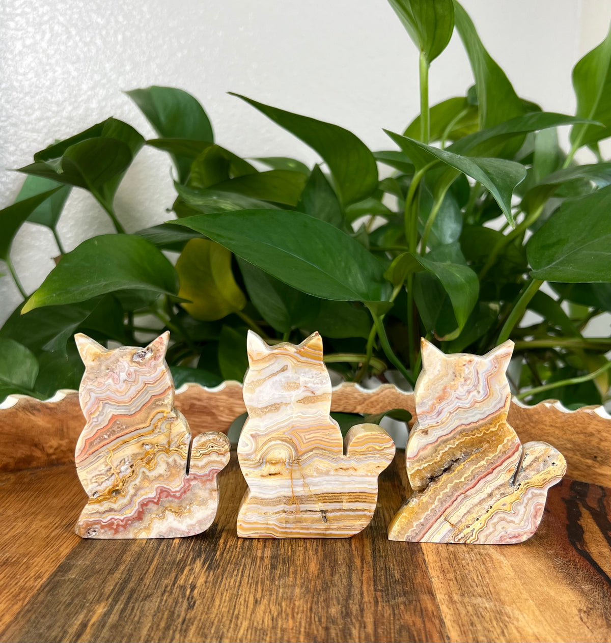 Crazy Lace Agate Cats