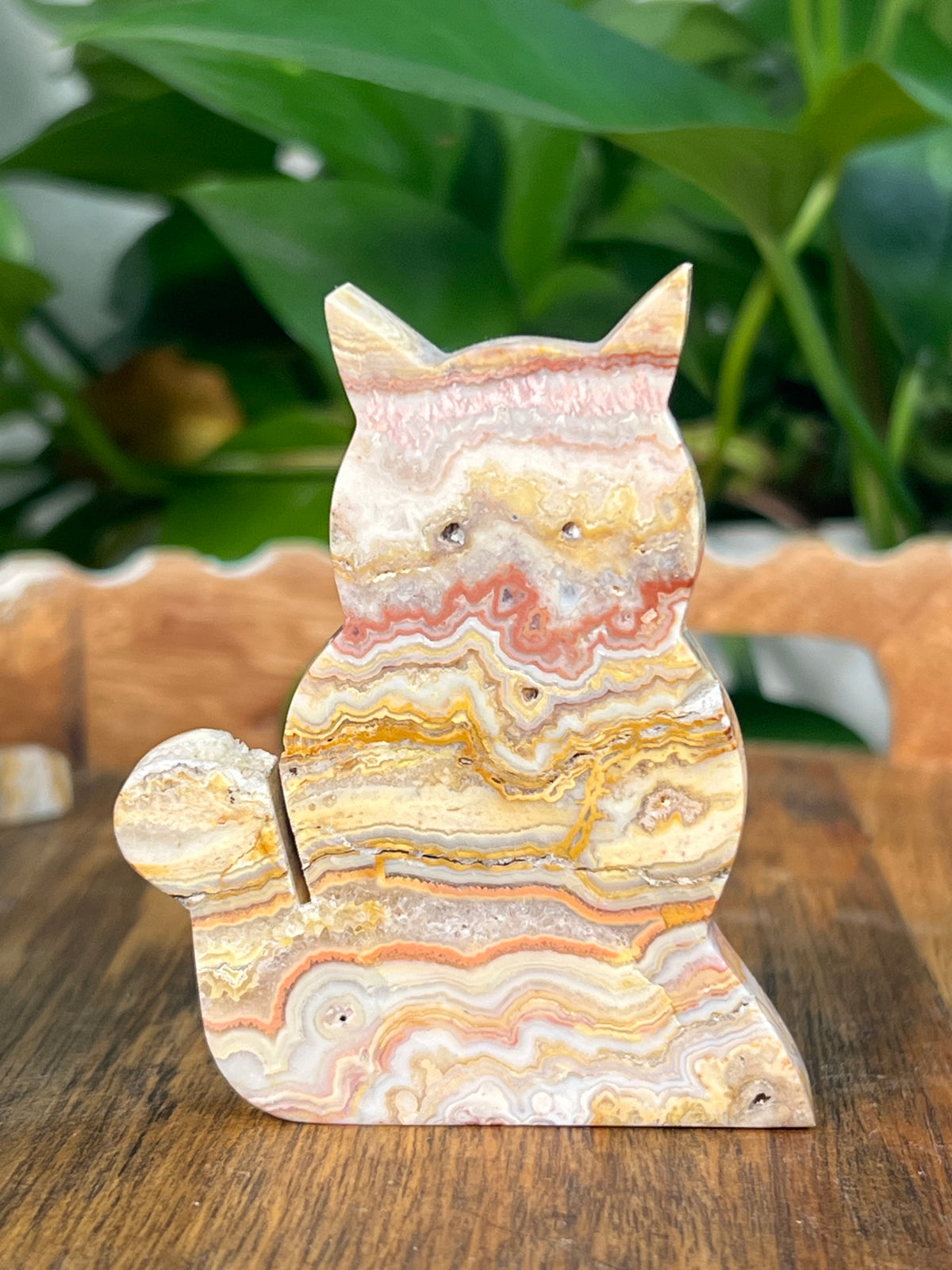 Crazy Lace Agate Small Cats