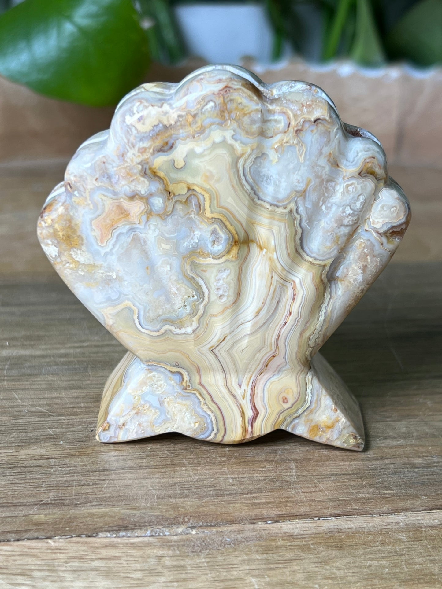 Crazy Lace Agate Shell