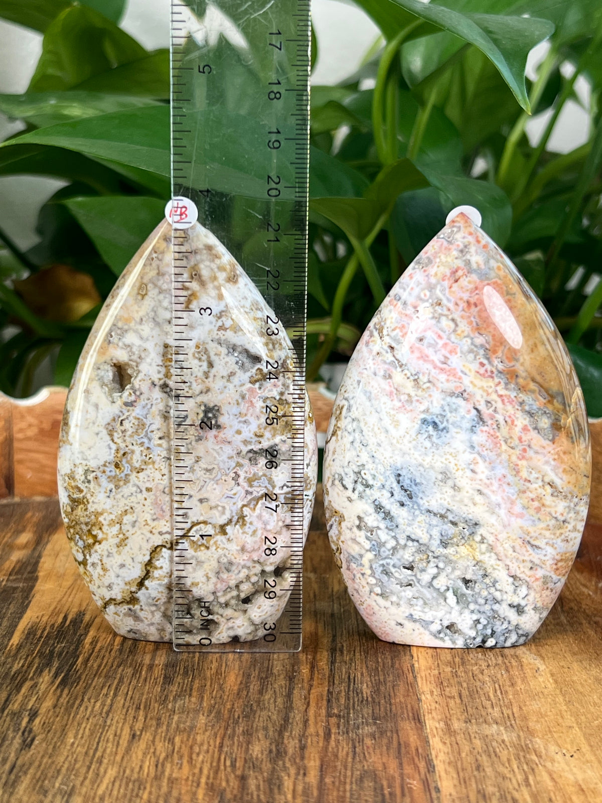 Sea Jasper Flames