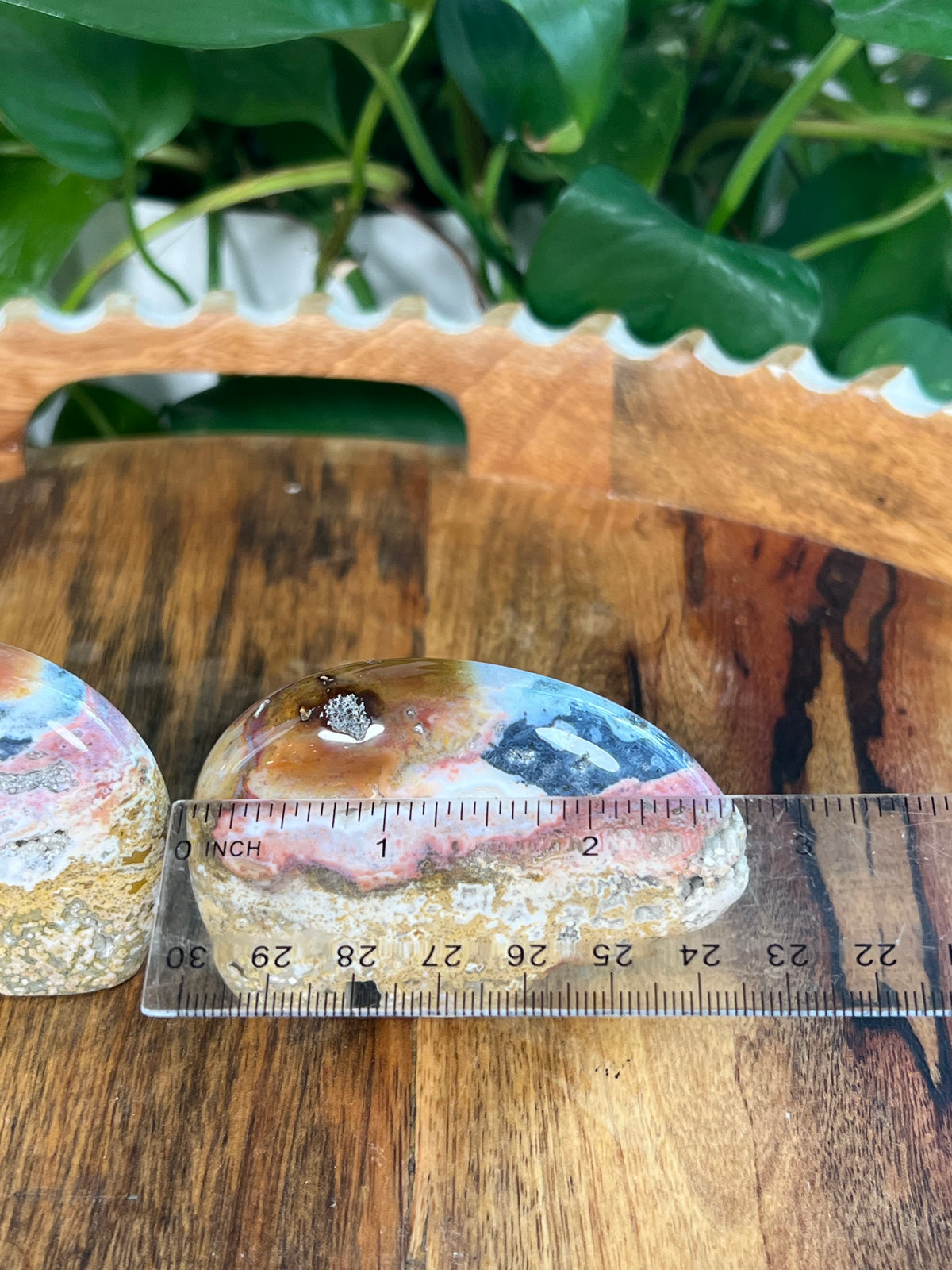 Sea Jasper Bears