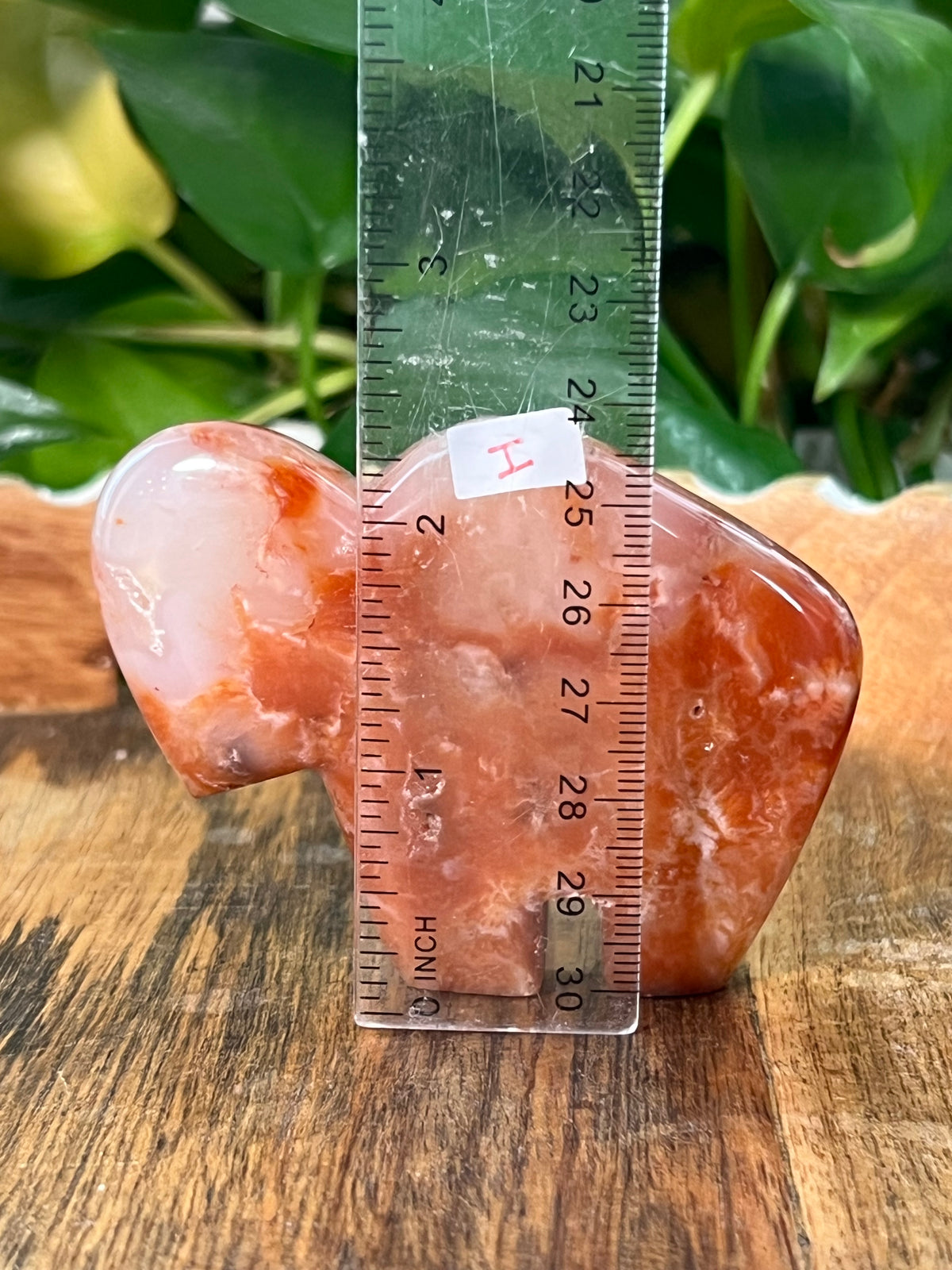 Red Carnelian Buffalos