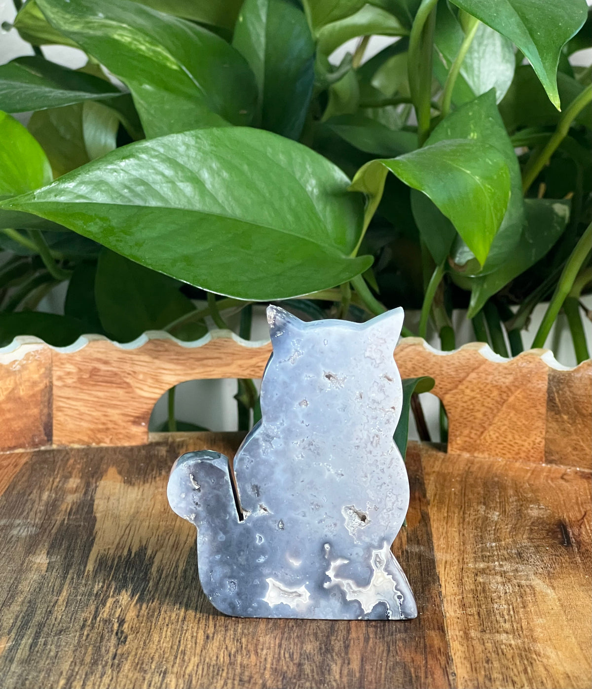 Blue Plume Agate Cats