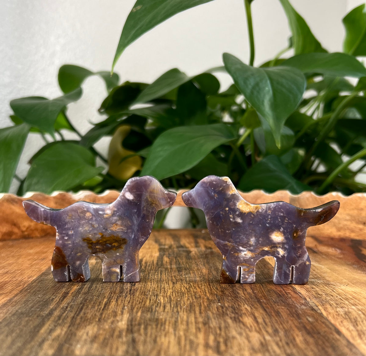 River Jasper Dogs