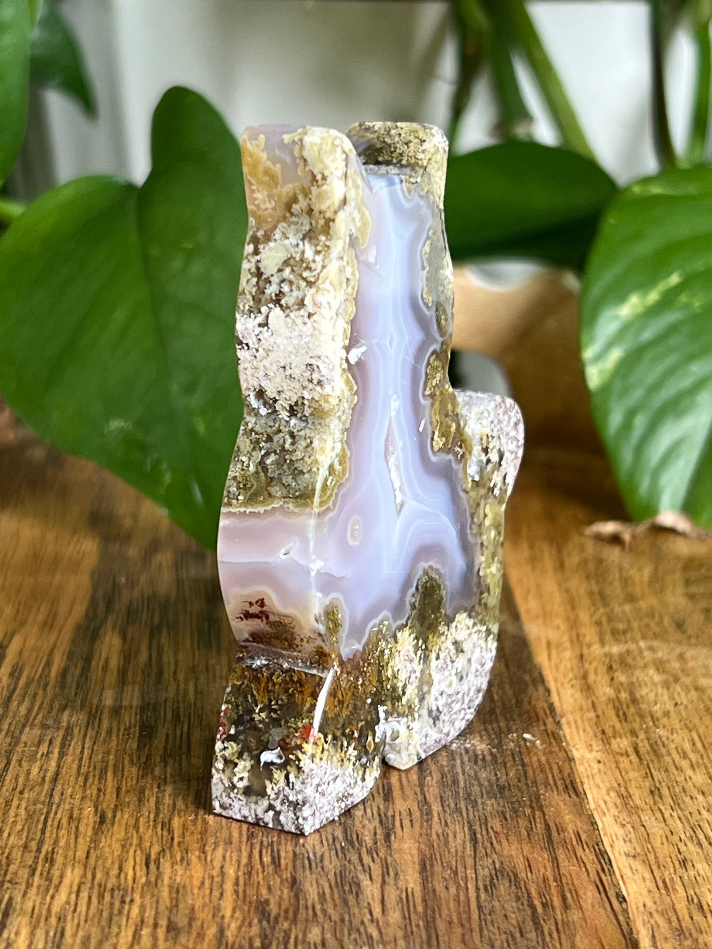Scenic Moss Agate Cat HV