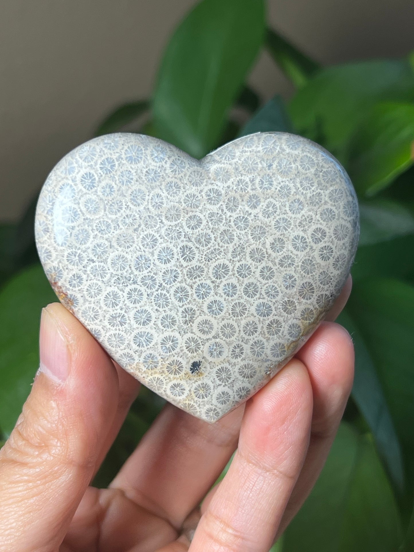 Fossil Coral Heart