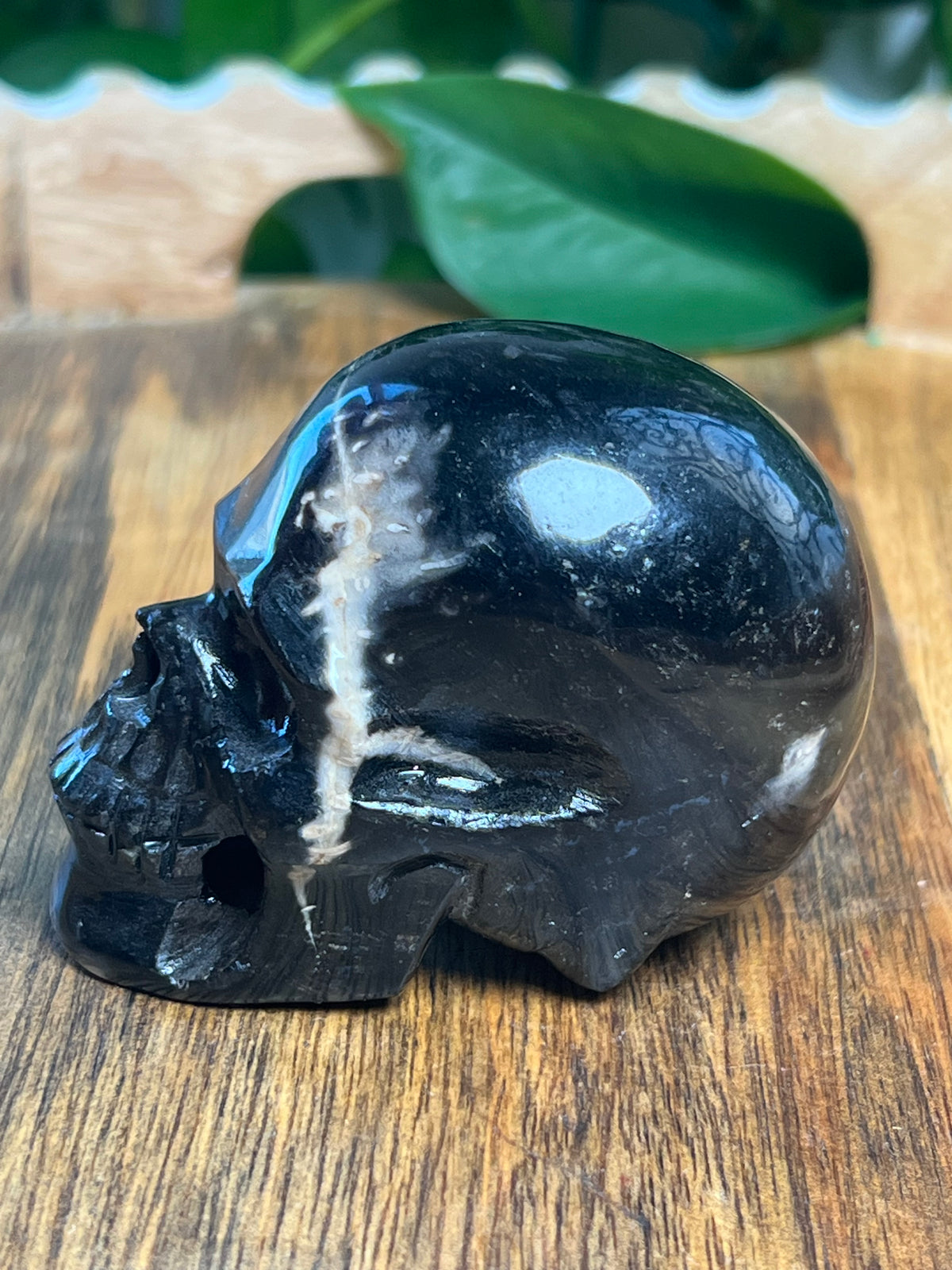 Palm Root Skull: S