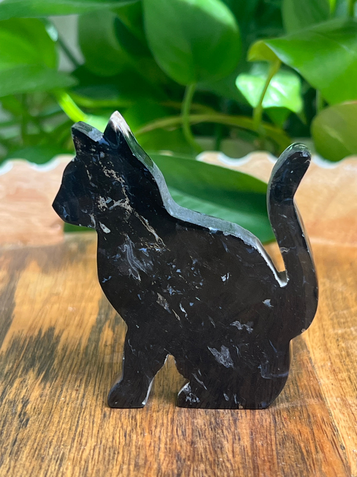 Palm Root Cat: RA