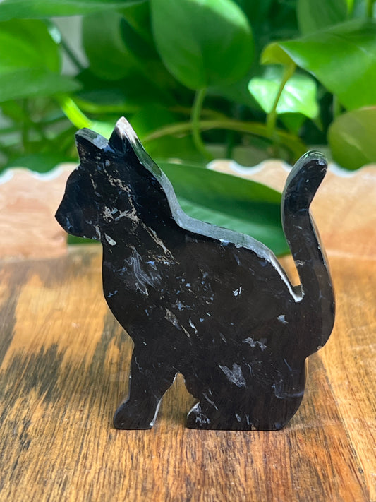 Palm Root Cat: RA