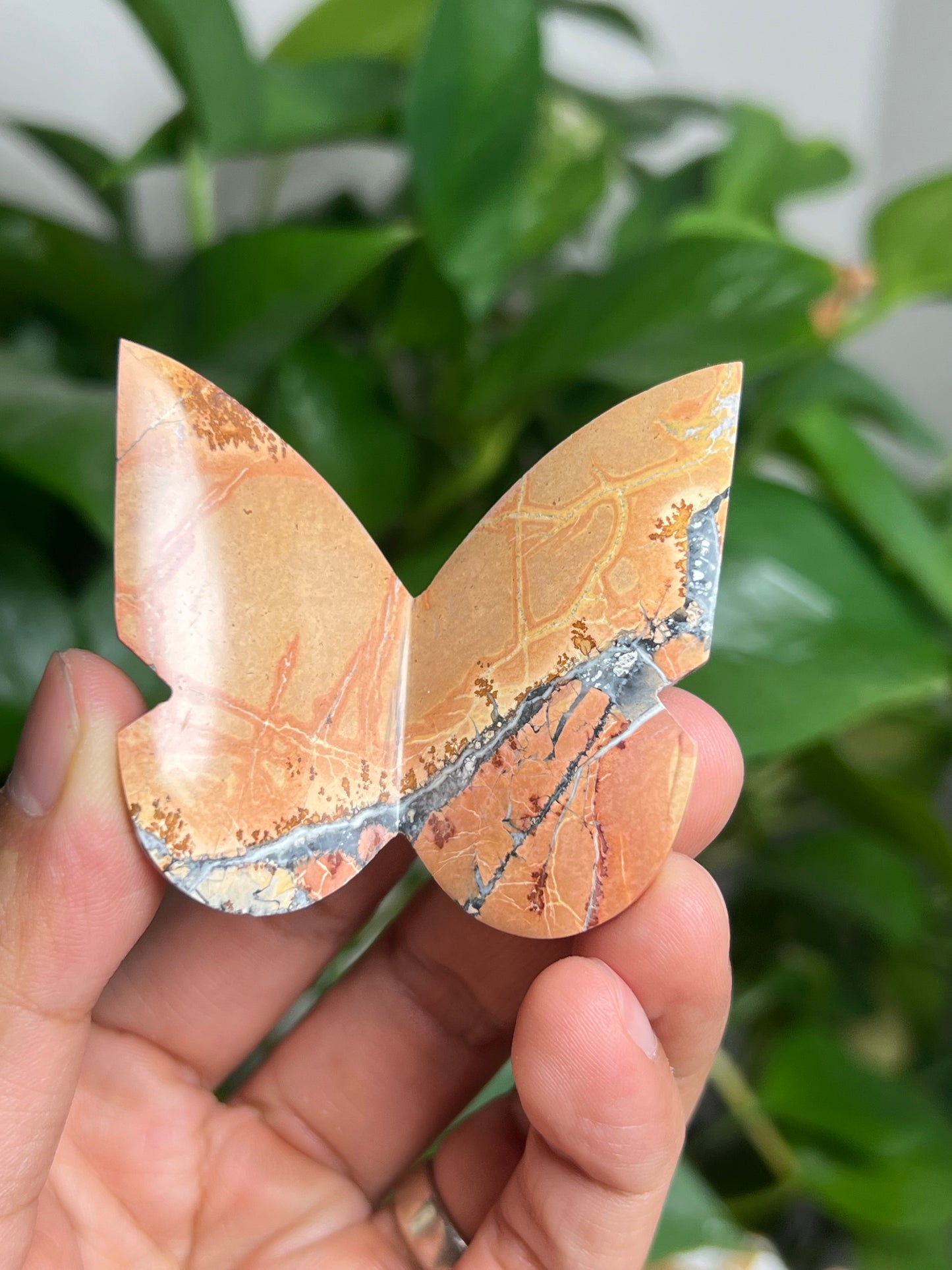 Maligano 3D Butterfly: AY