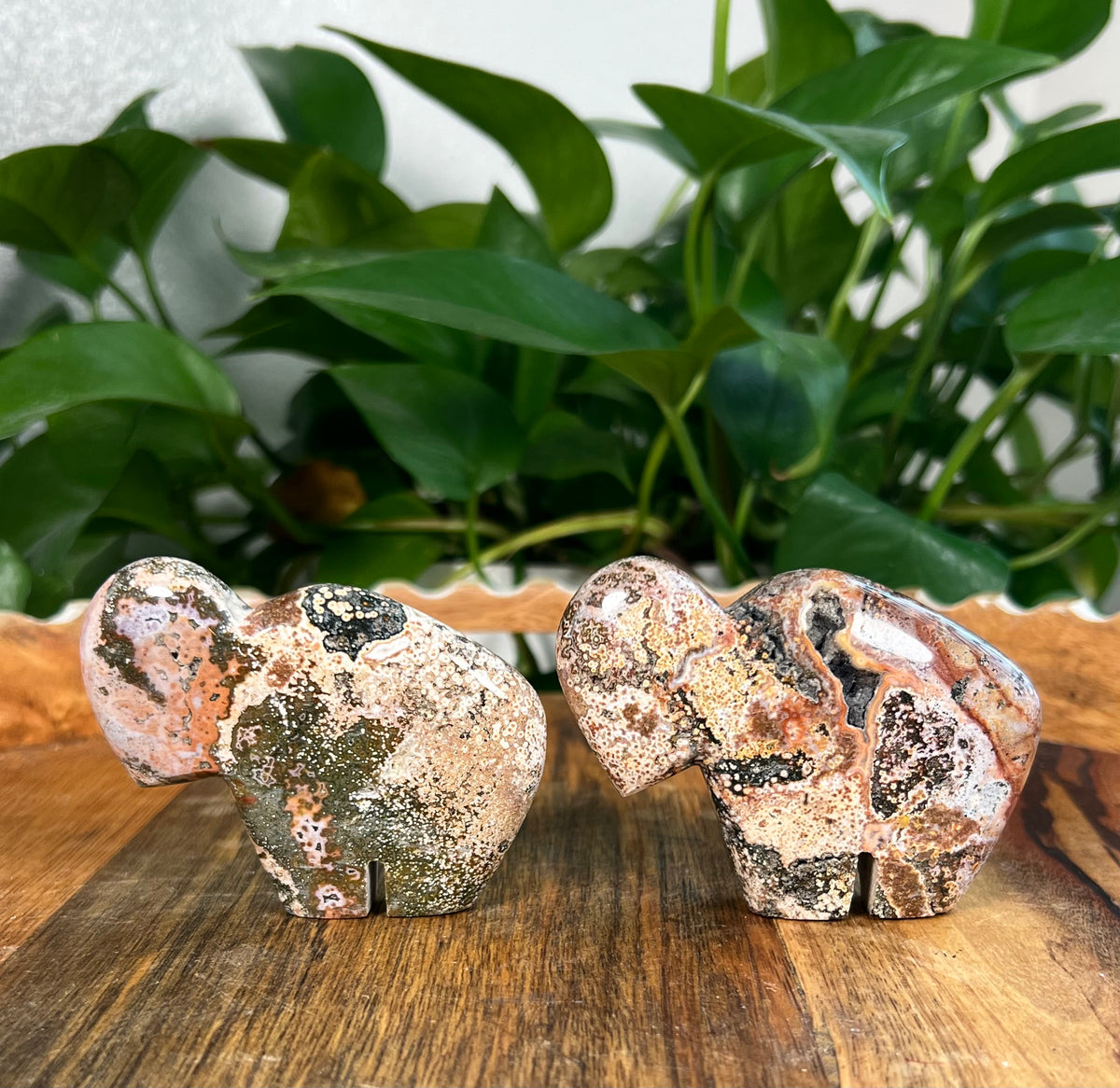 Sea Jasper Buffalos