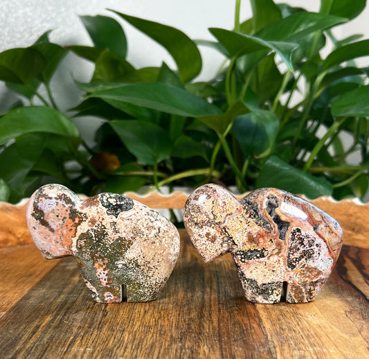 Sea Jasper Buffalos