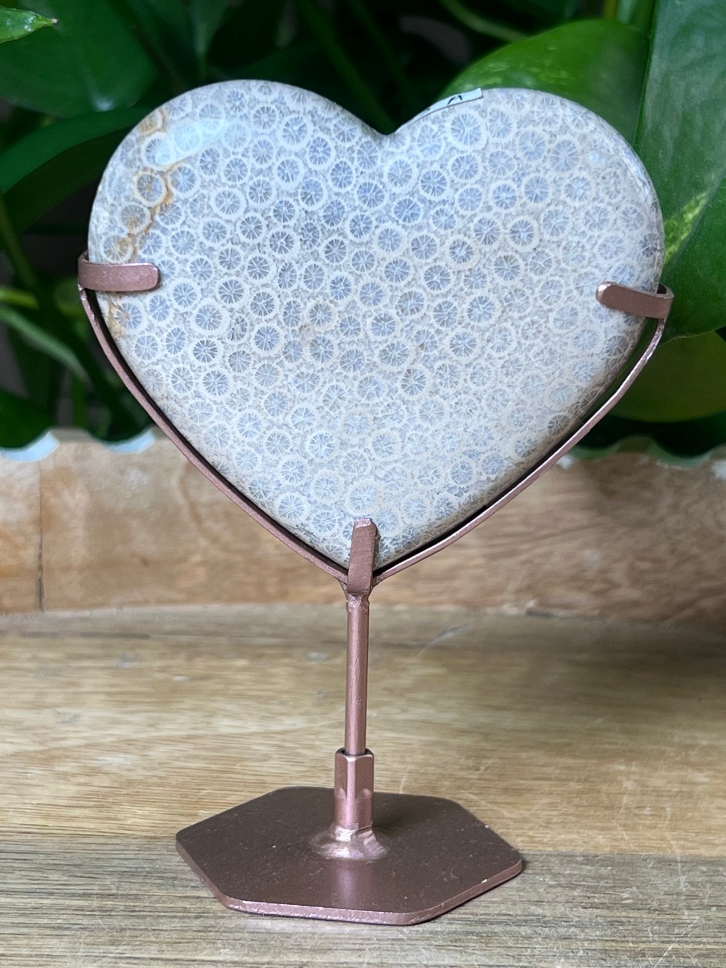 Fossil Coral Heart