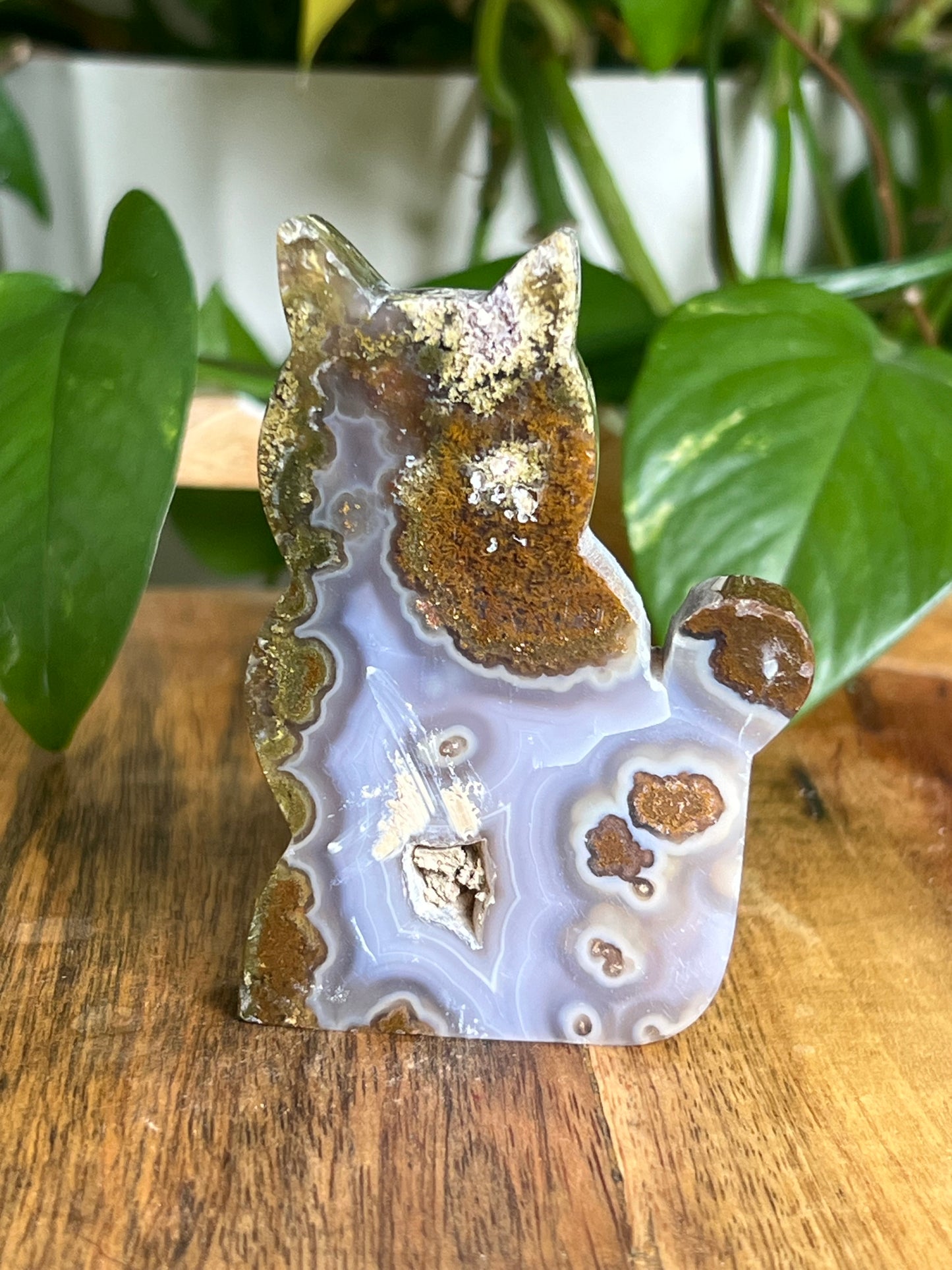 Scenic Moss Agate Cat HS