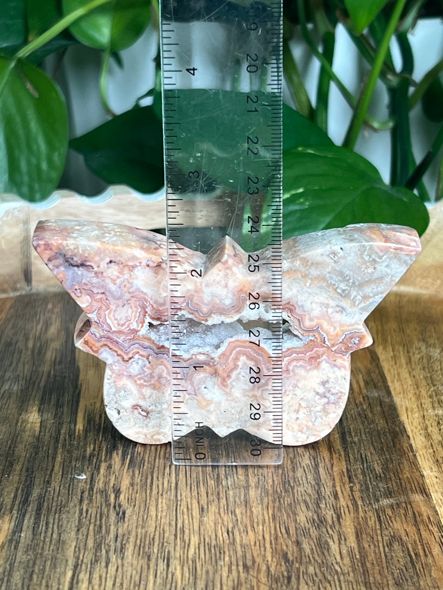 Crazy Lace Agate Butterfly: A