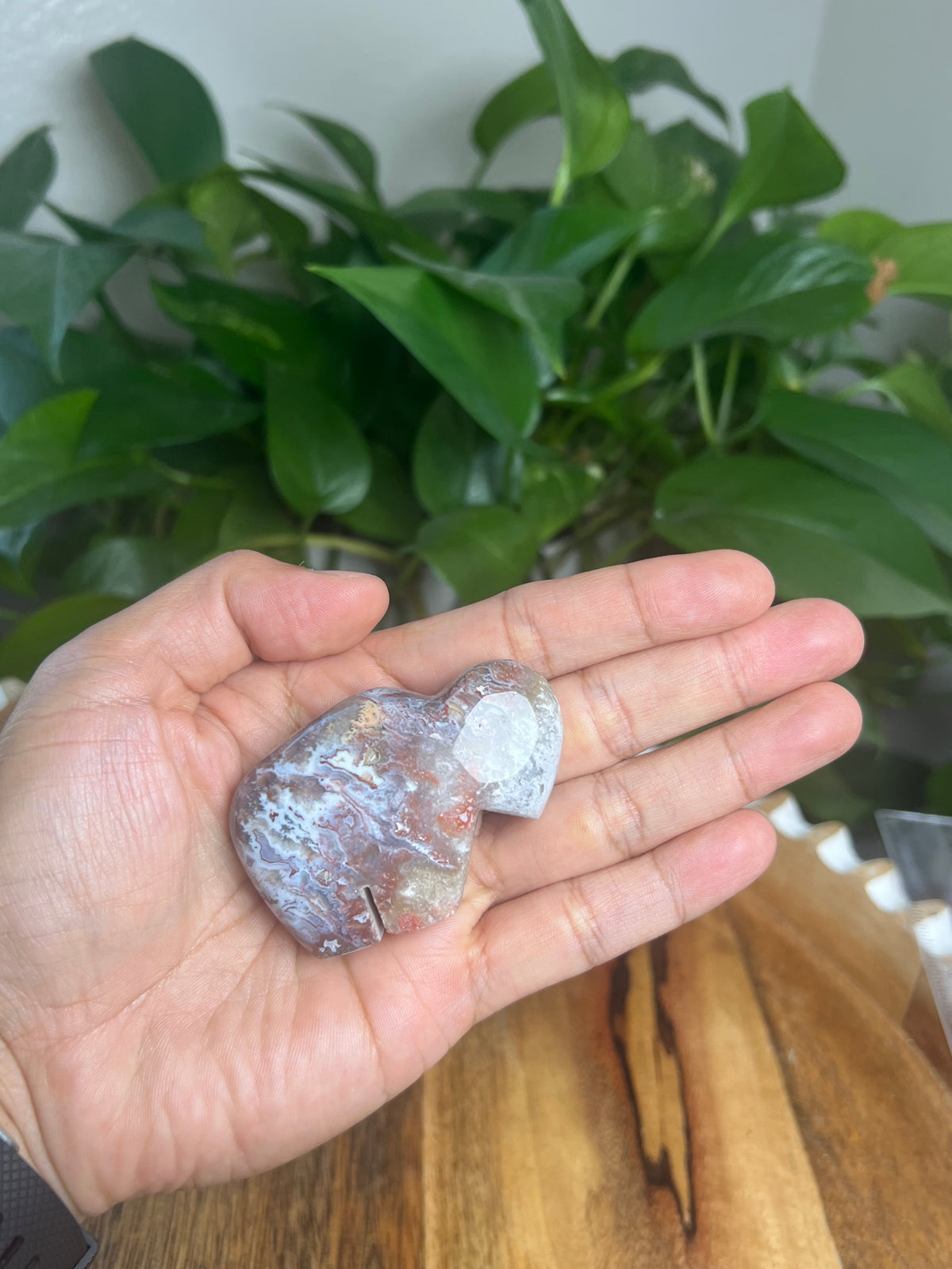 Sumatra Plume Agate Mini Buffalo: DF