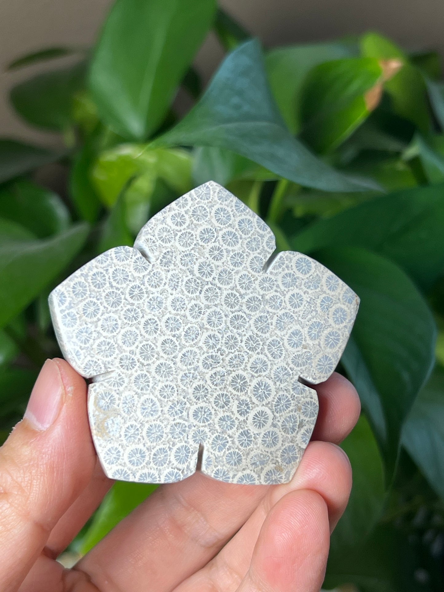 Fossil Coral Flower