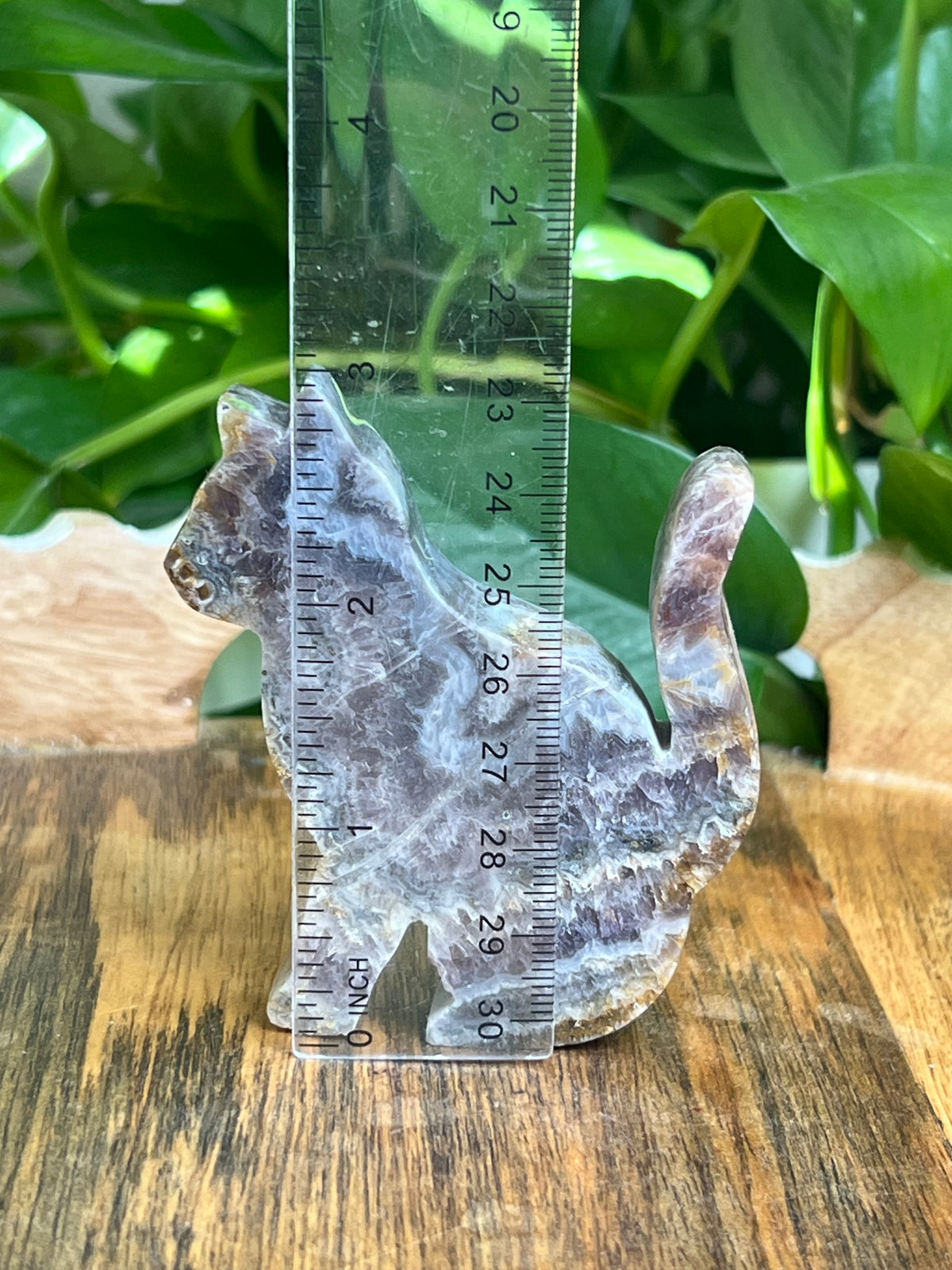 Indonesian Amethyst Cat: MH