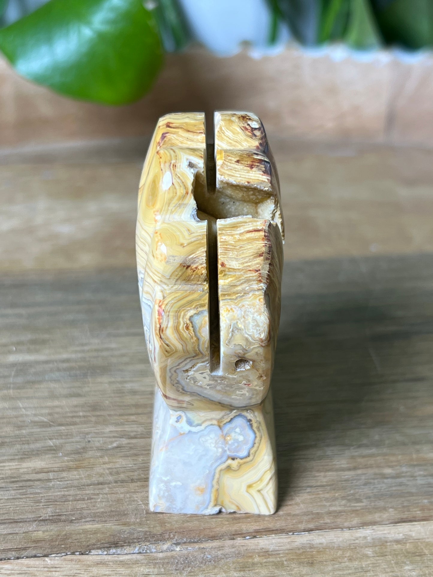 Crazy Lace Agate Shell