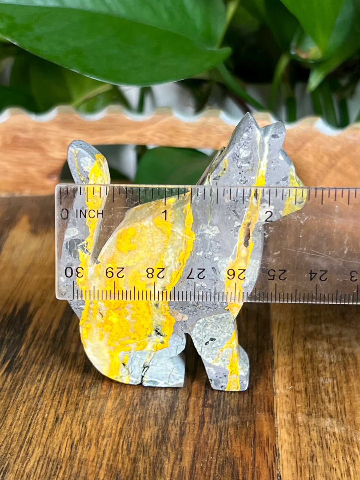 Bumblebee Jasper Cats