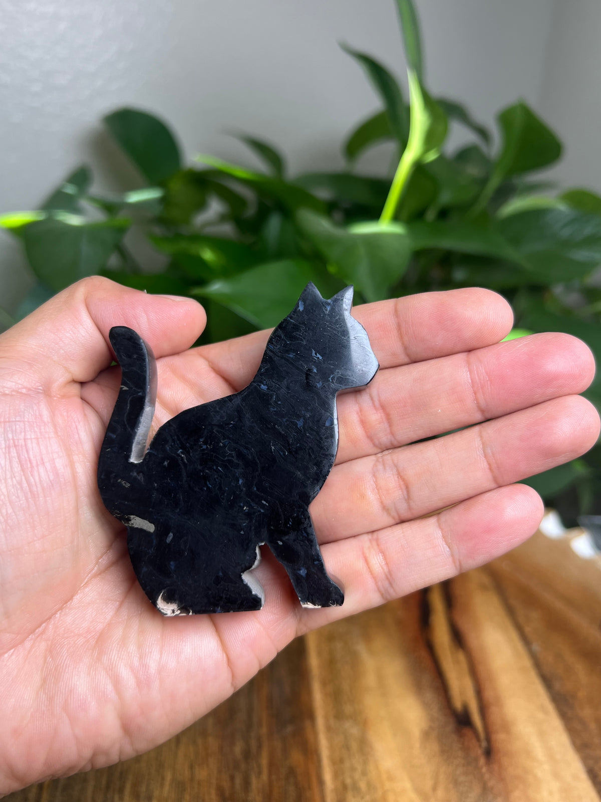 Palm Foot Cat: RK