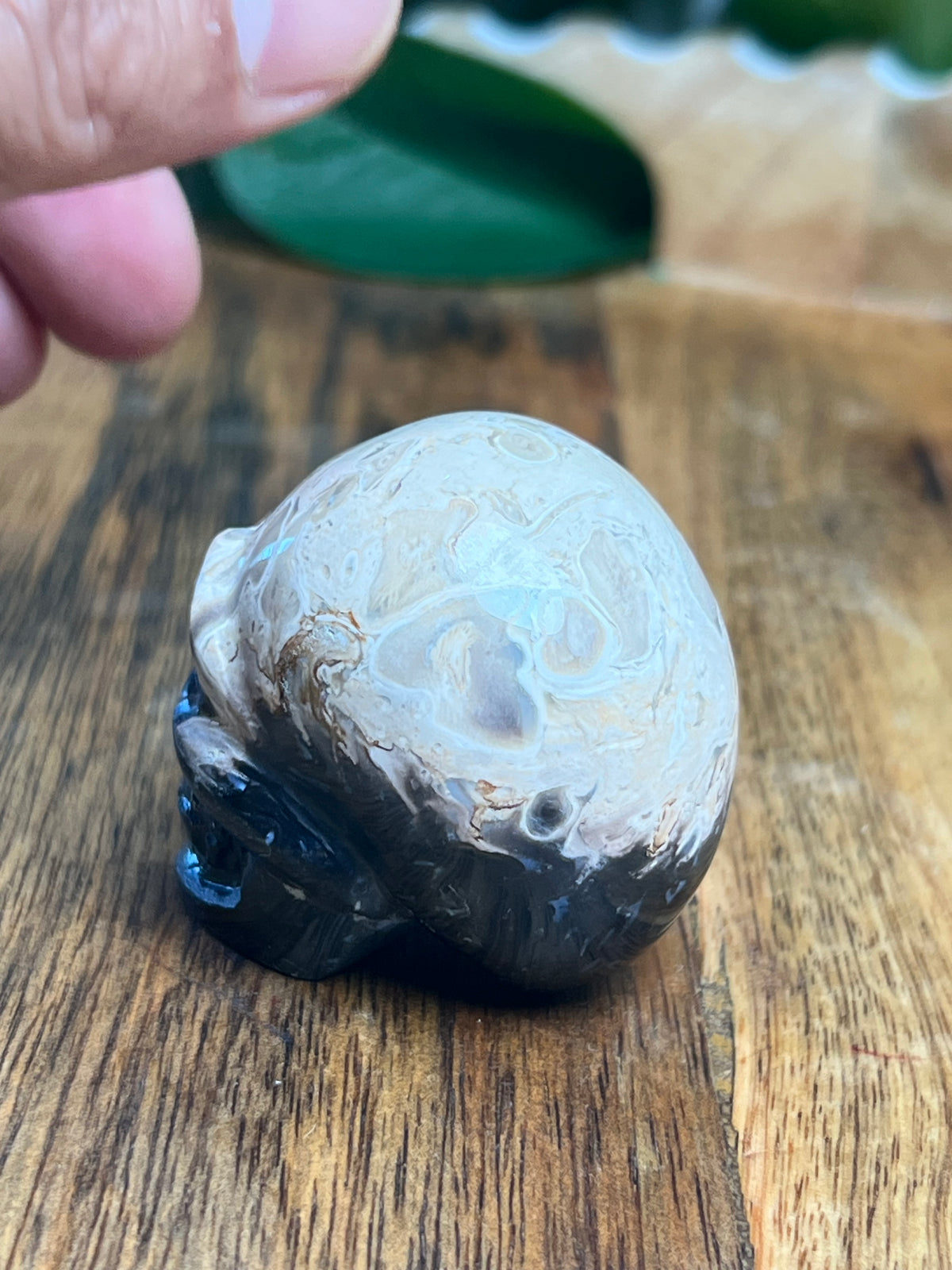 Palm Root Mini Skull: Ni