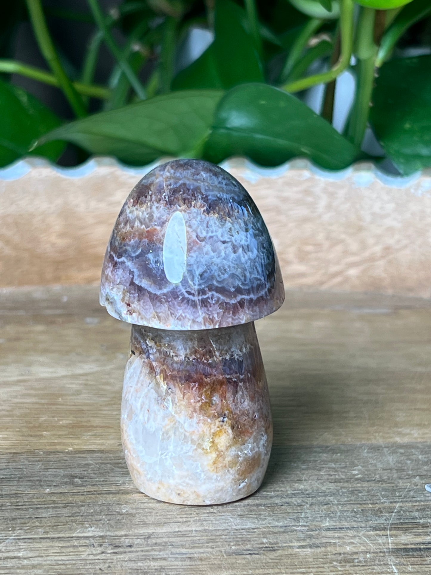Indonesian Amethyst Mushroom: MB