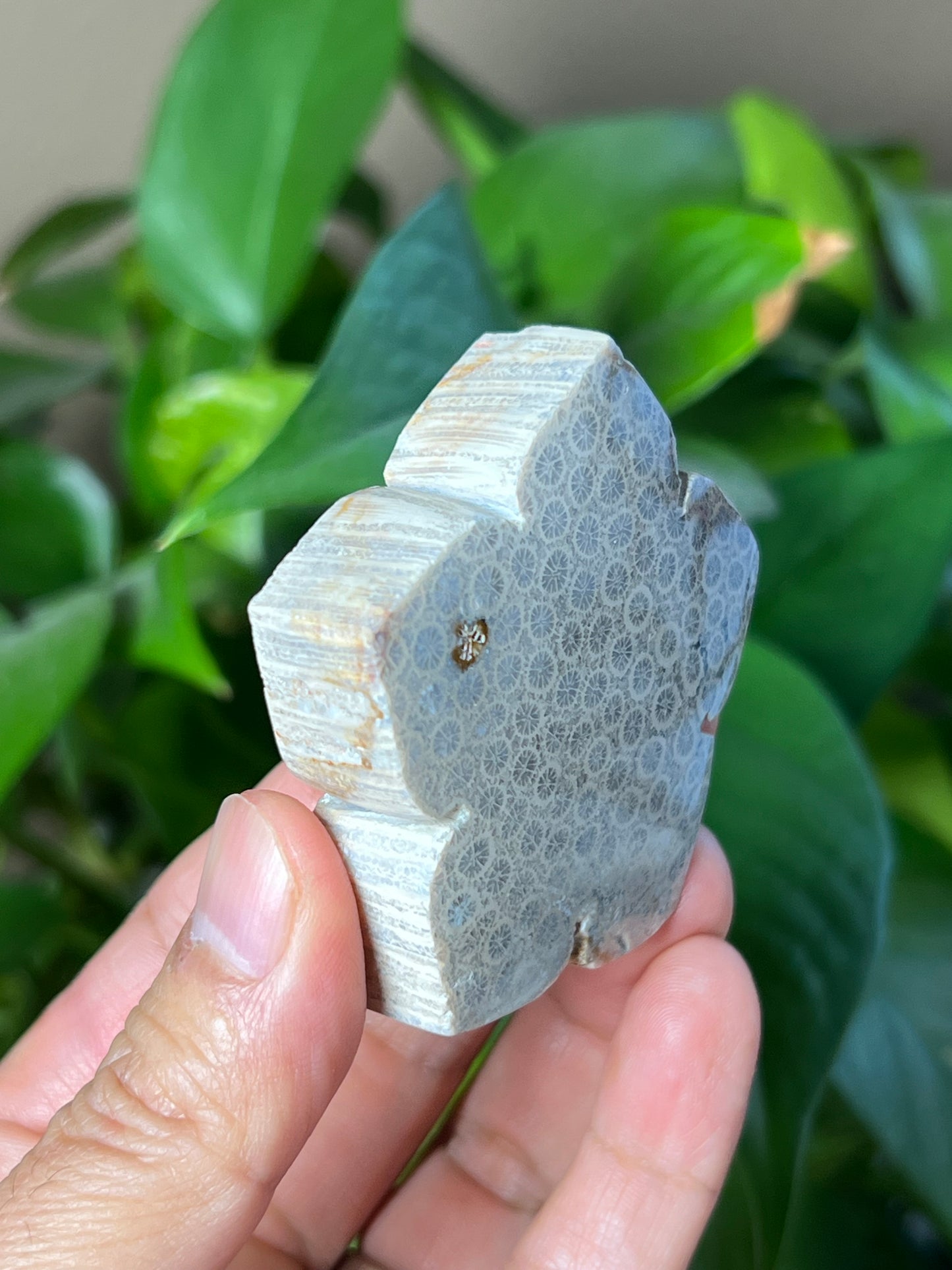 Fossil Coral Flower