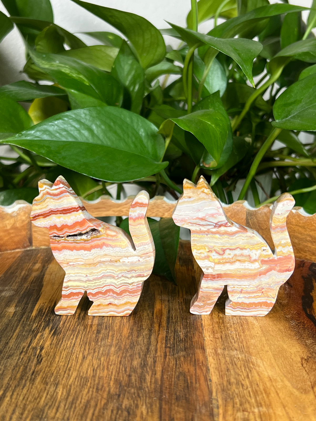 Crazy Lace Agate Cats