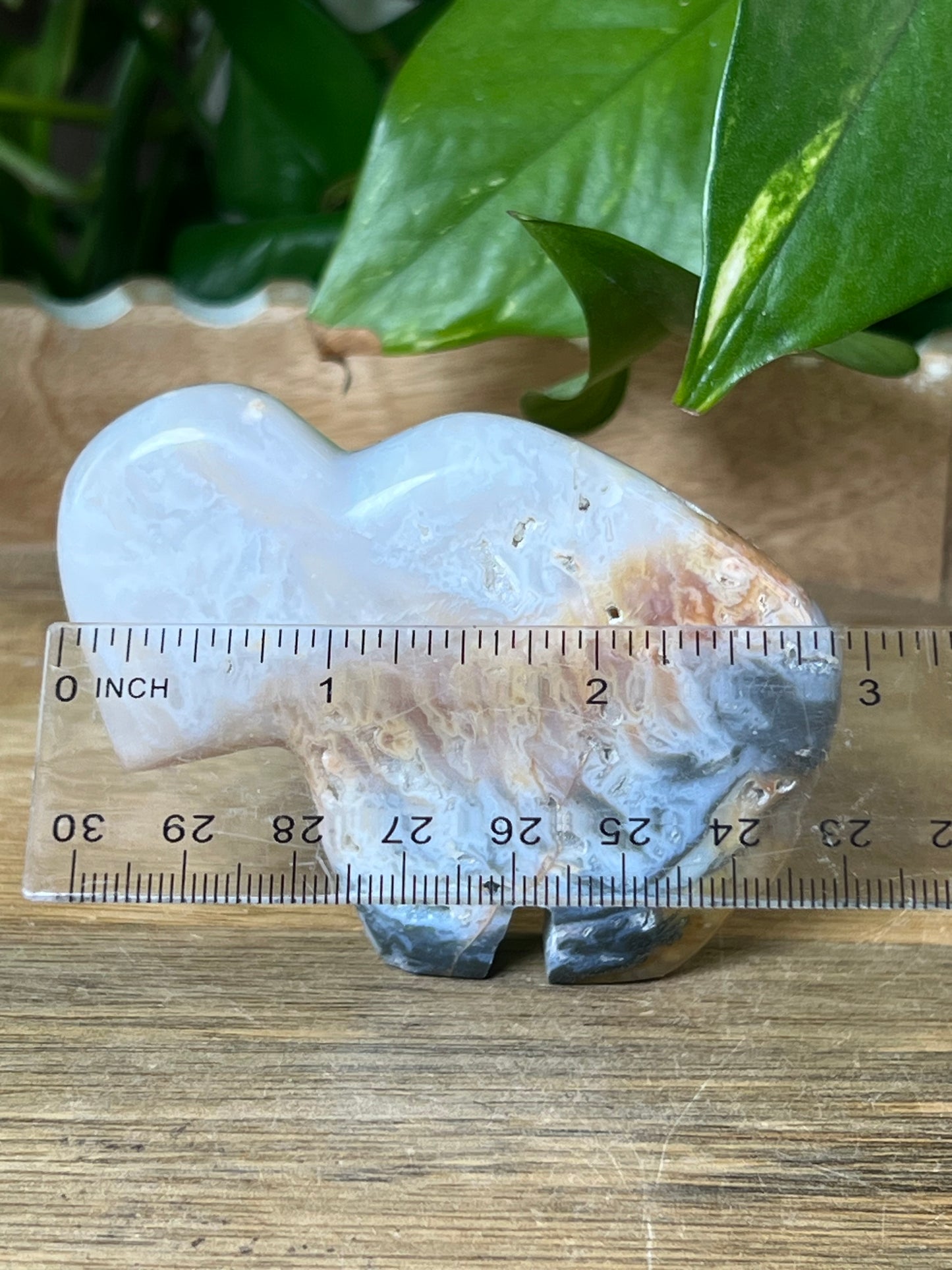 Rainbow Plume Agate Buffalo