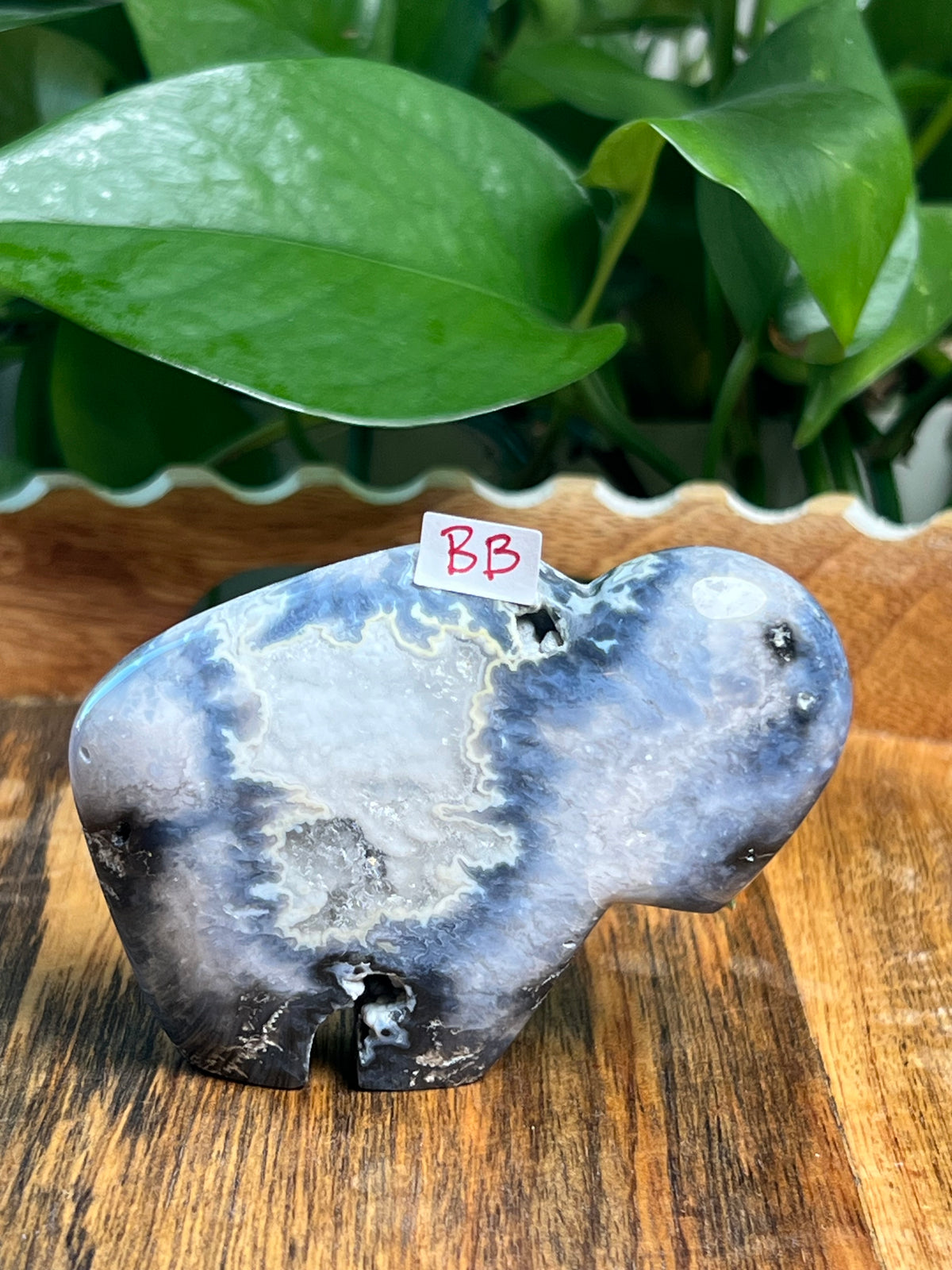 Blue Plume Agate Buffalos