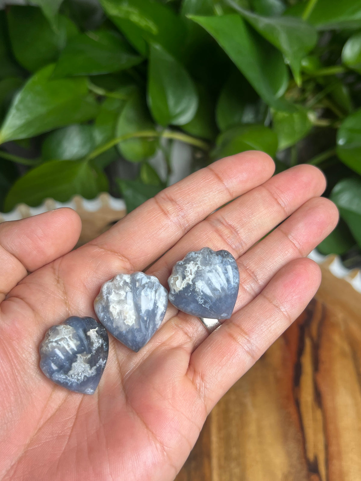 Blue Plume Agate Shells