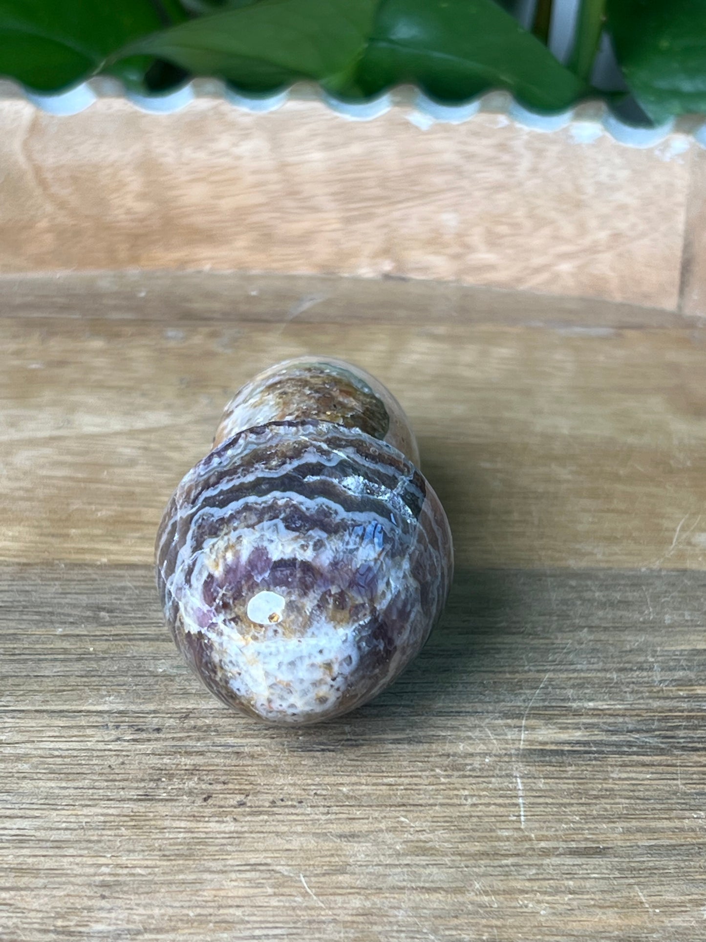 Indonesian Amethyst Mushroom: TC