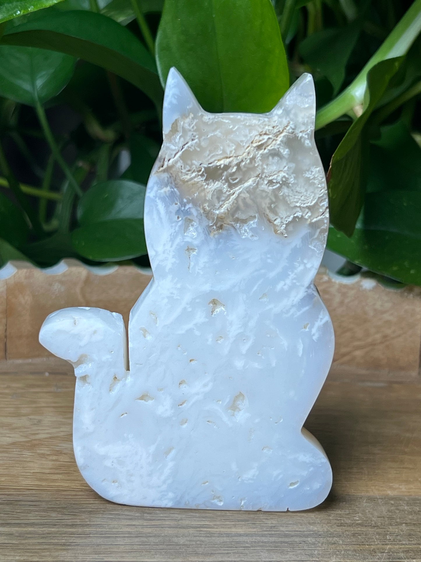 White Plume Agate Cat