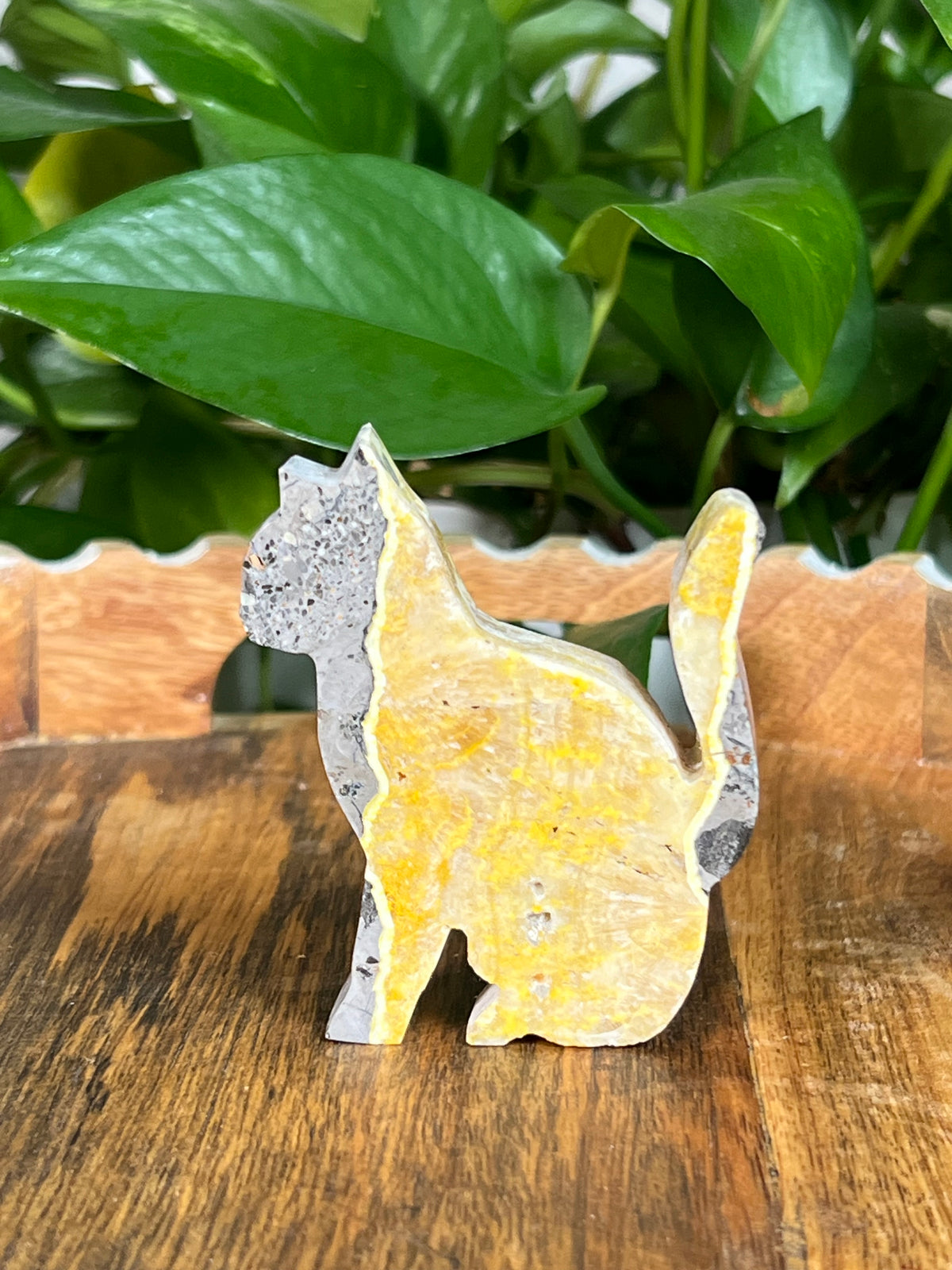 Bumblebee Jasper Cats