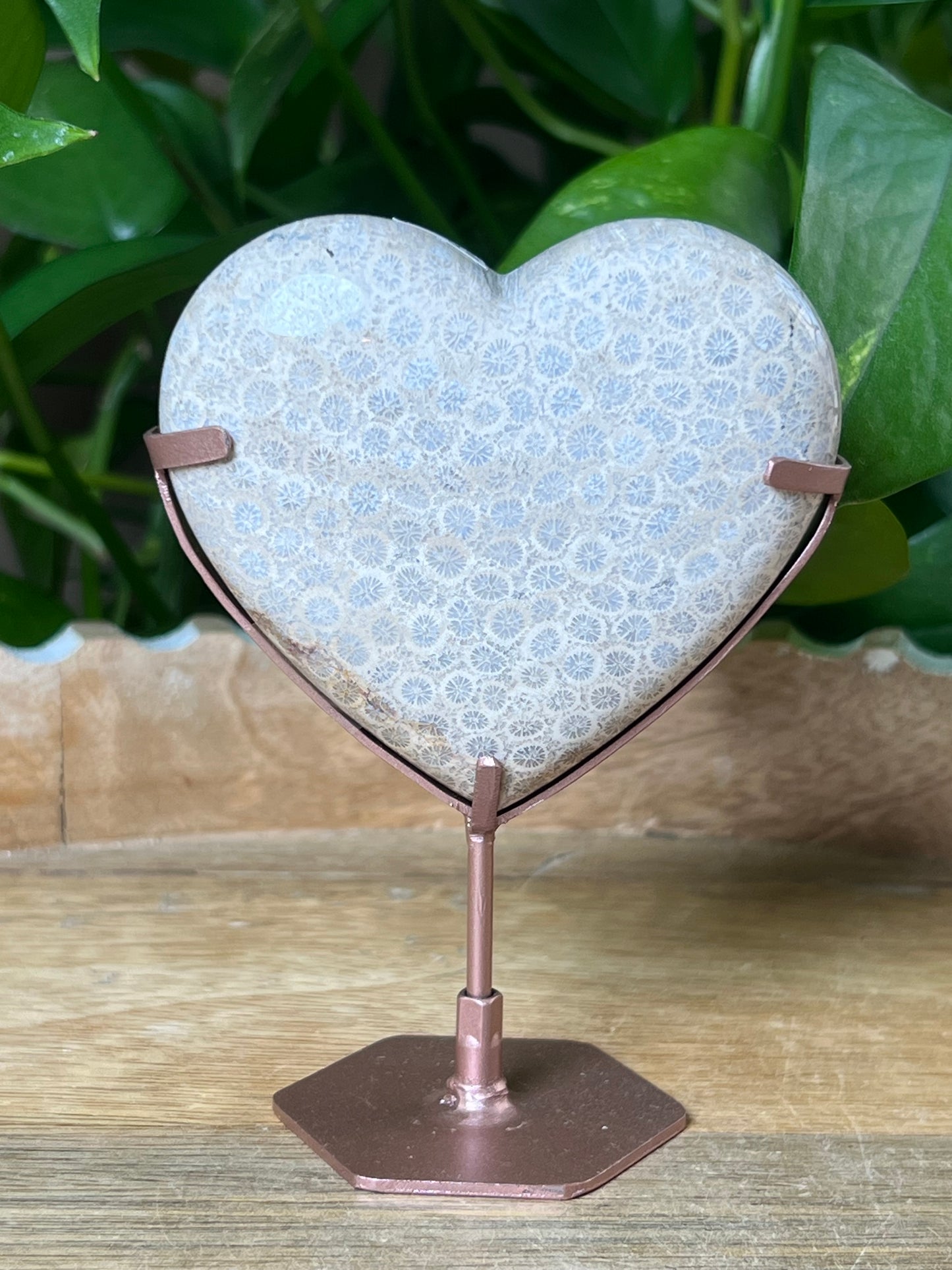 Fossil Coral Heart