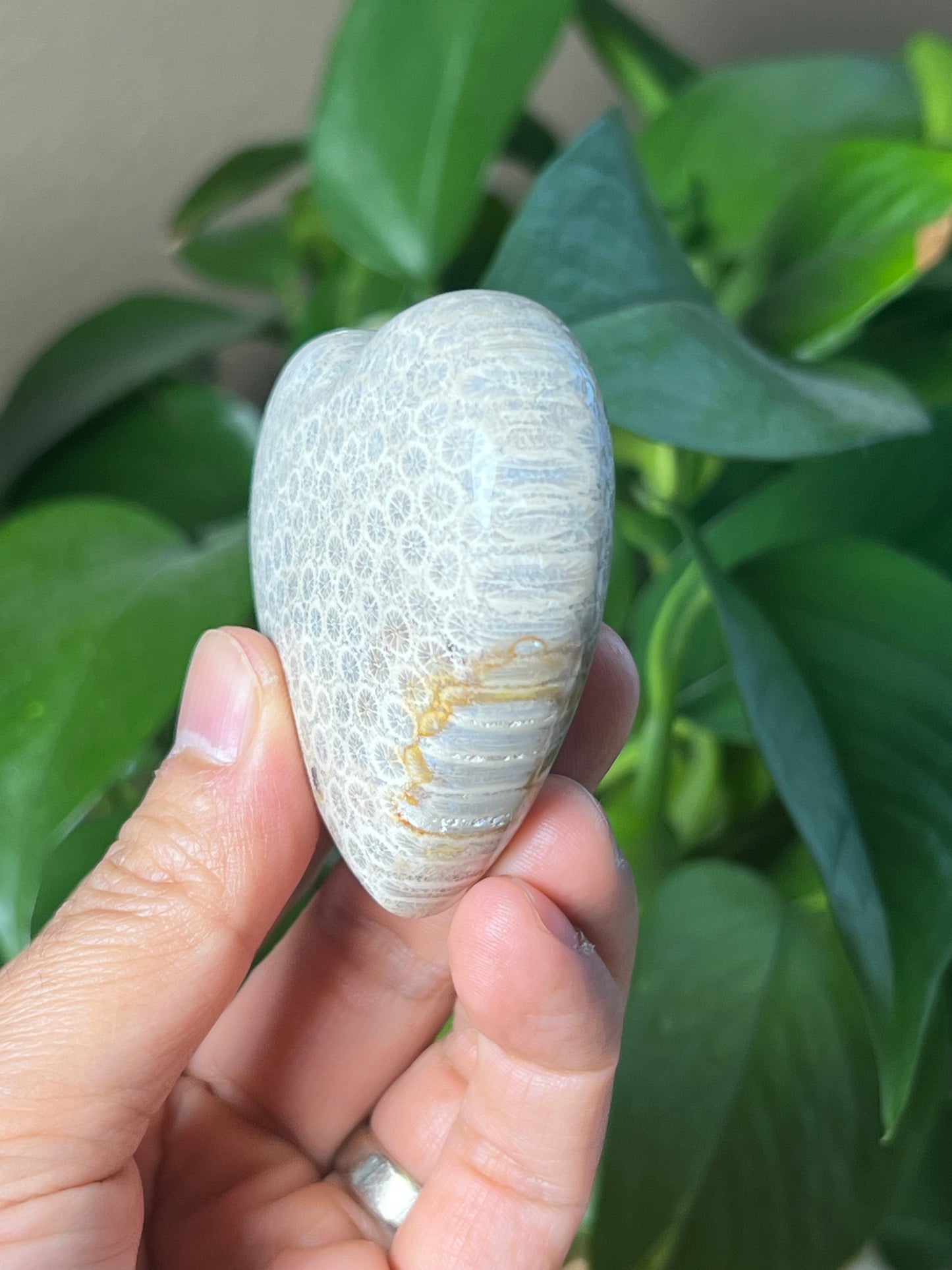 Fossil Coral Heart