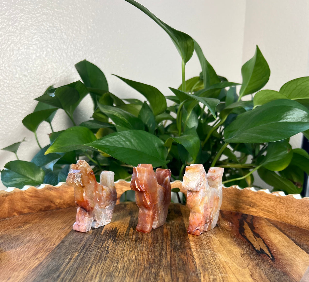 Carnelian Cats