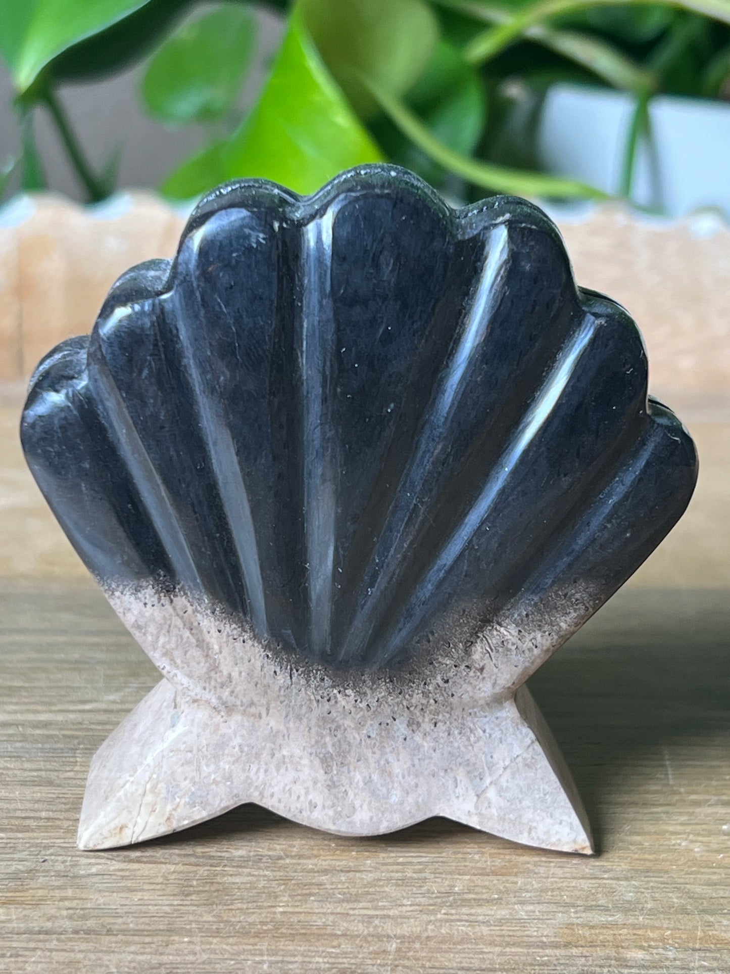 Palm Root Shell