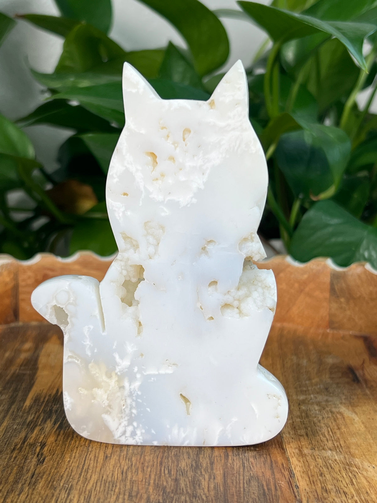 White Plume Agate Cats