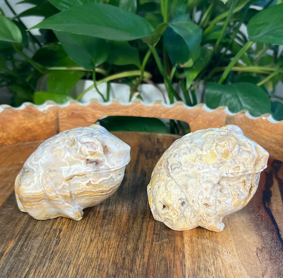 Yellow Crazy Lace Agate Frogs