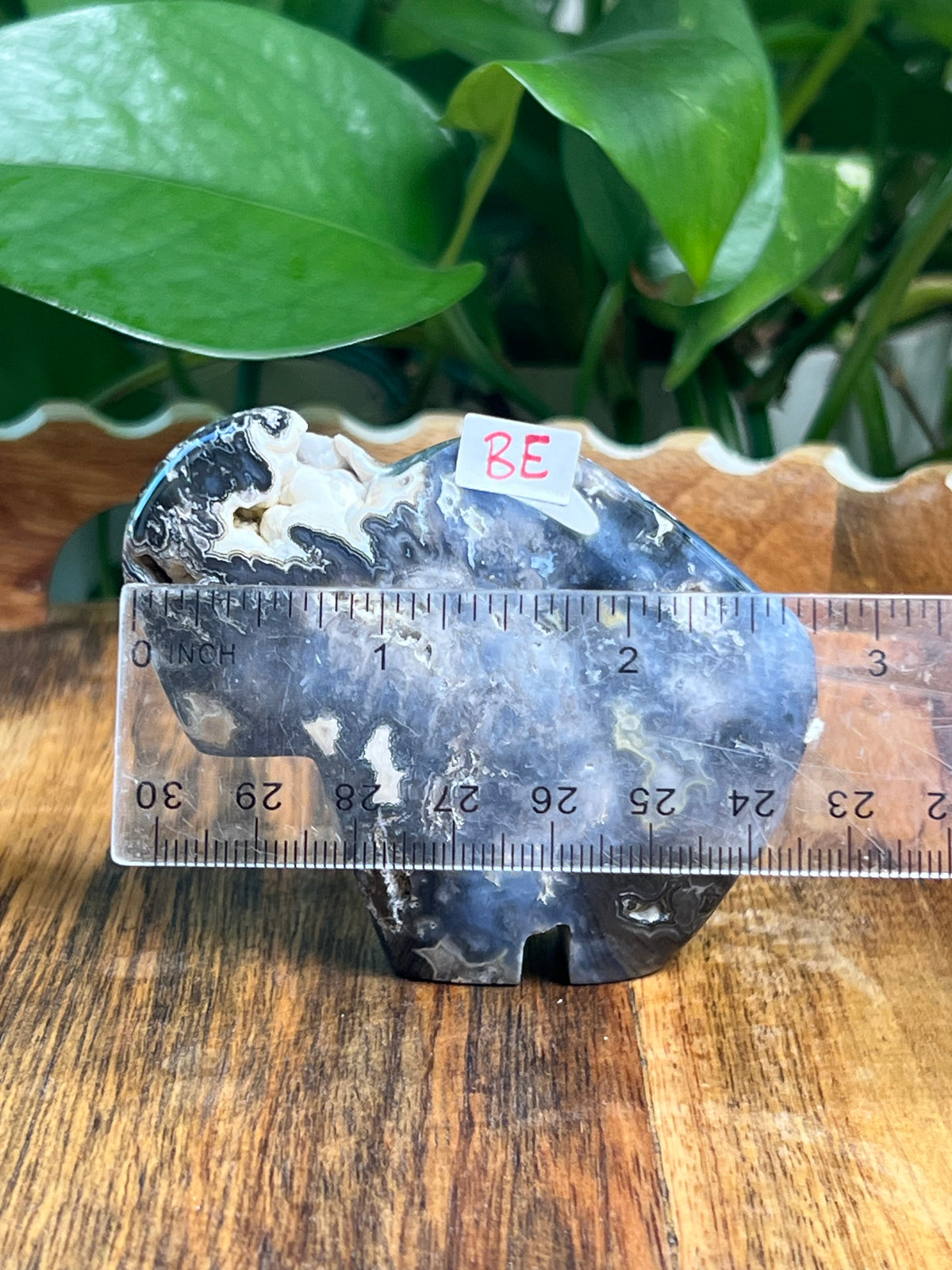 Blue Plume Agate Buffalos