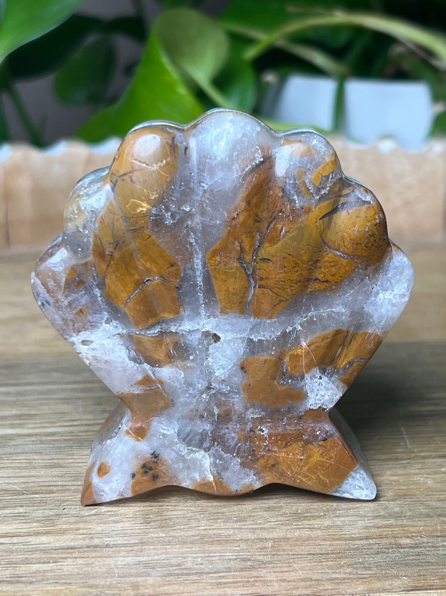 Brecciated Jasper Shell