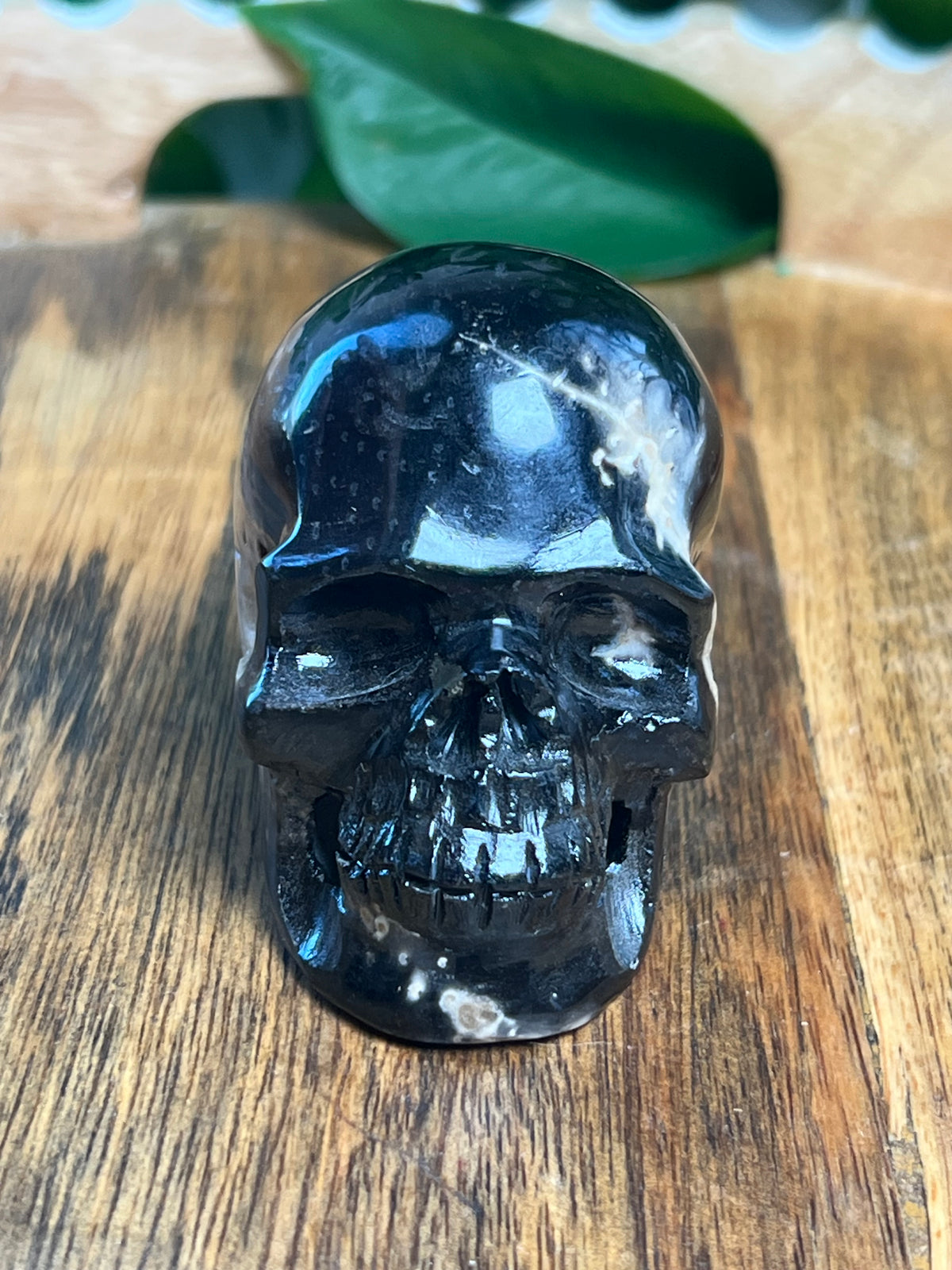 Palm Root Skull: S