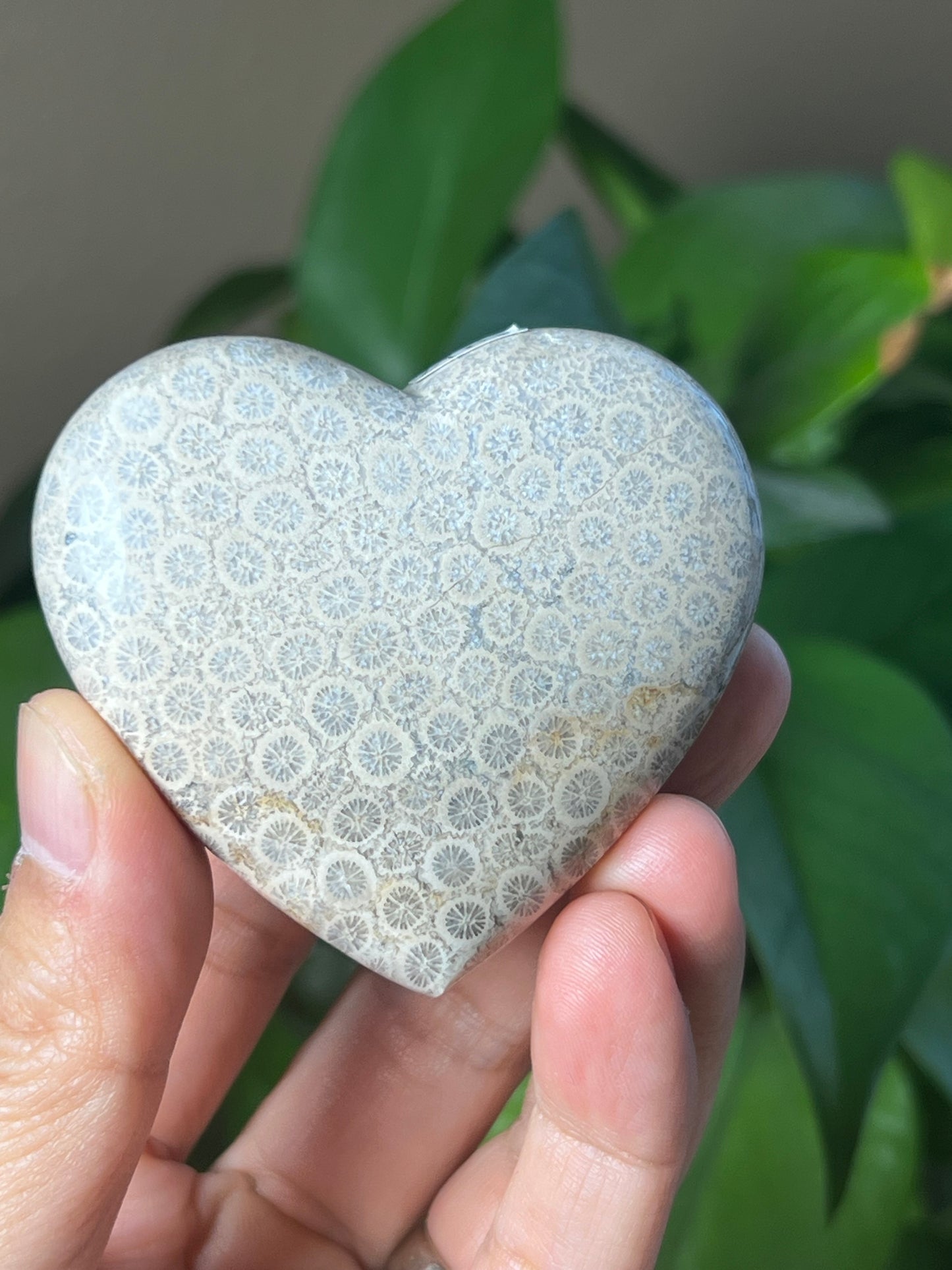 Fossil Coral Heart