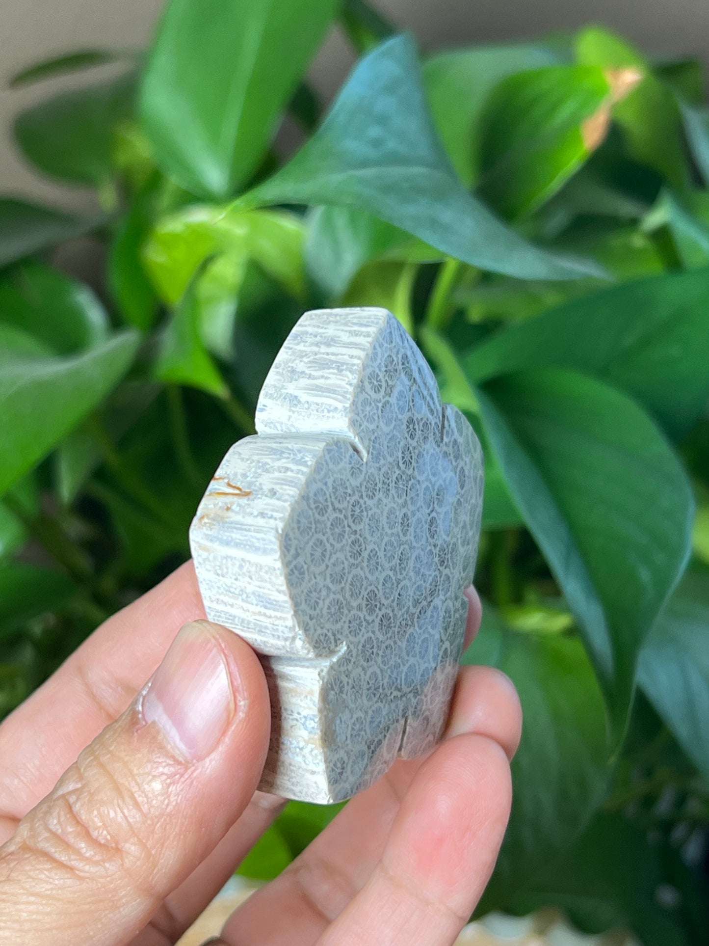 Fossil Coral Flower